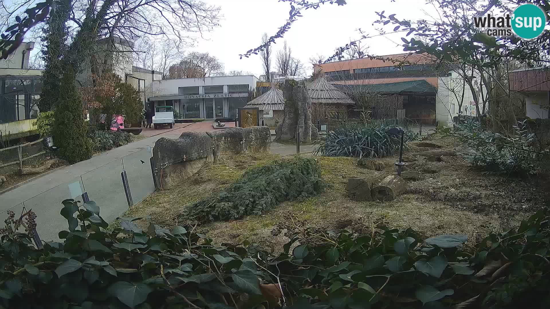 Zoo Zagreb – Merkat