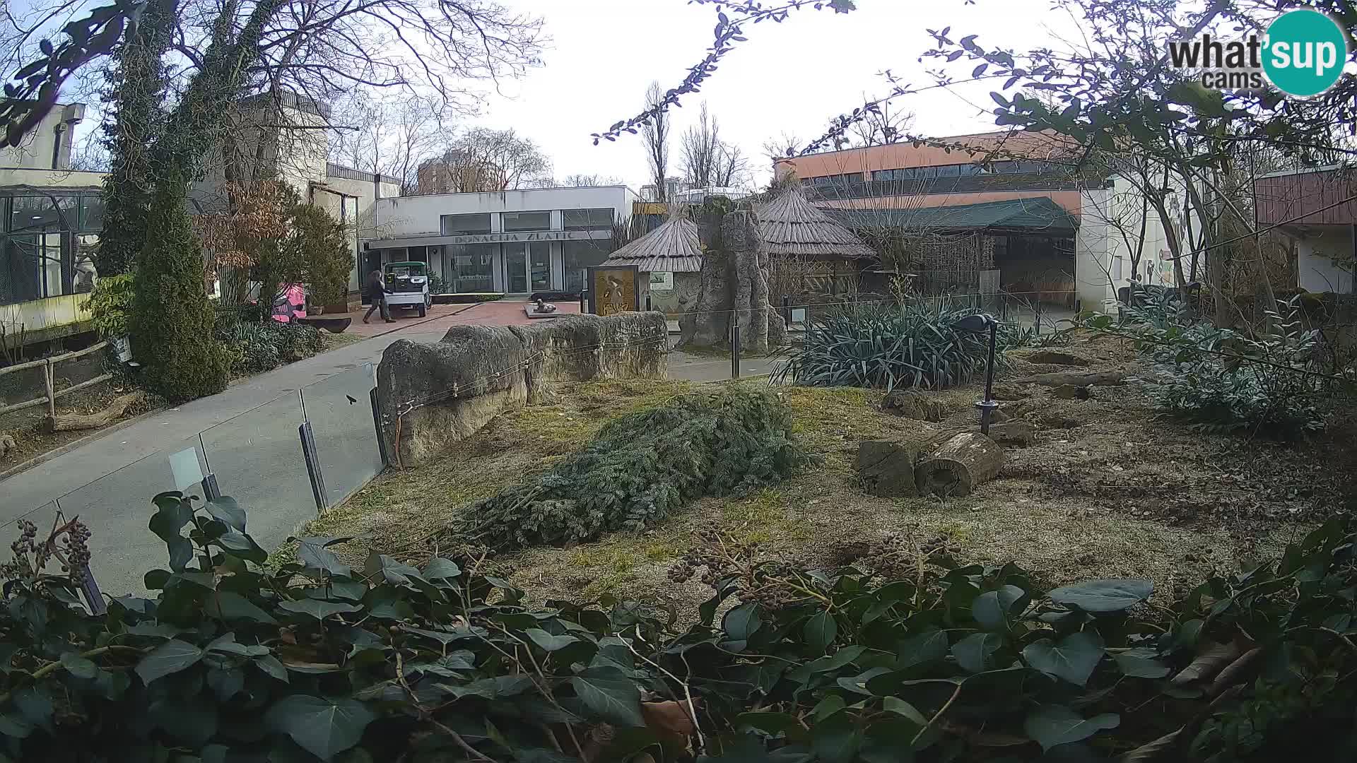 Zoo Zagreb – Meerkat (Suricate)