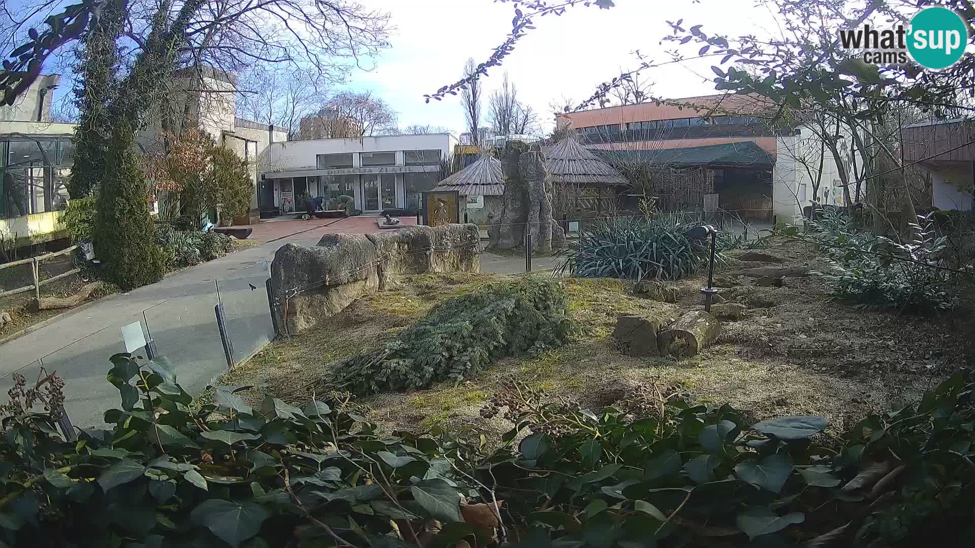 Zoo Zagreb – Merkat