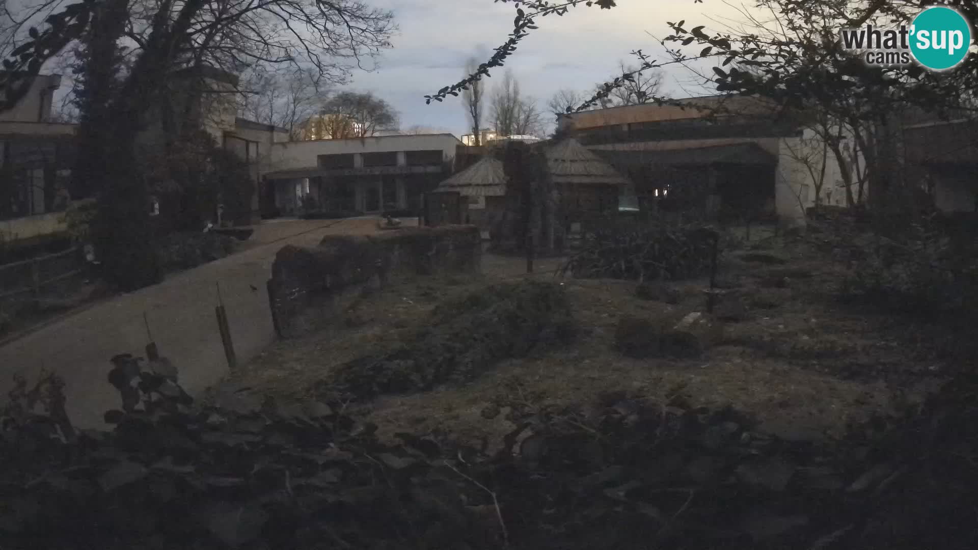 Zoo Zagreb – Suricata