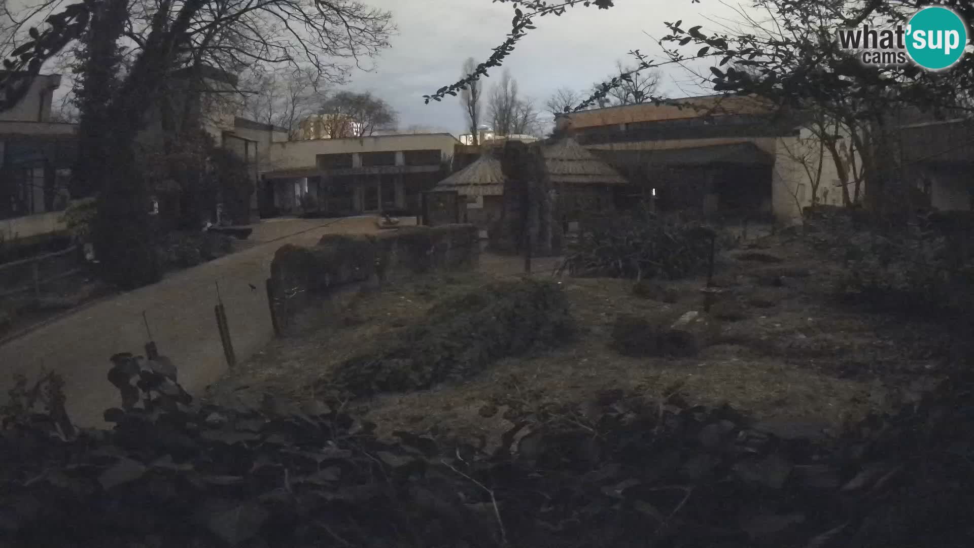 Zoo Zagreb – Meerkat (Suricate)