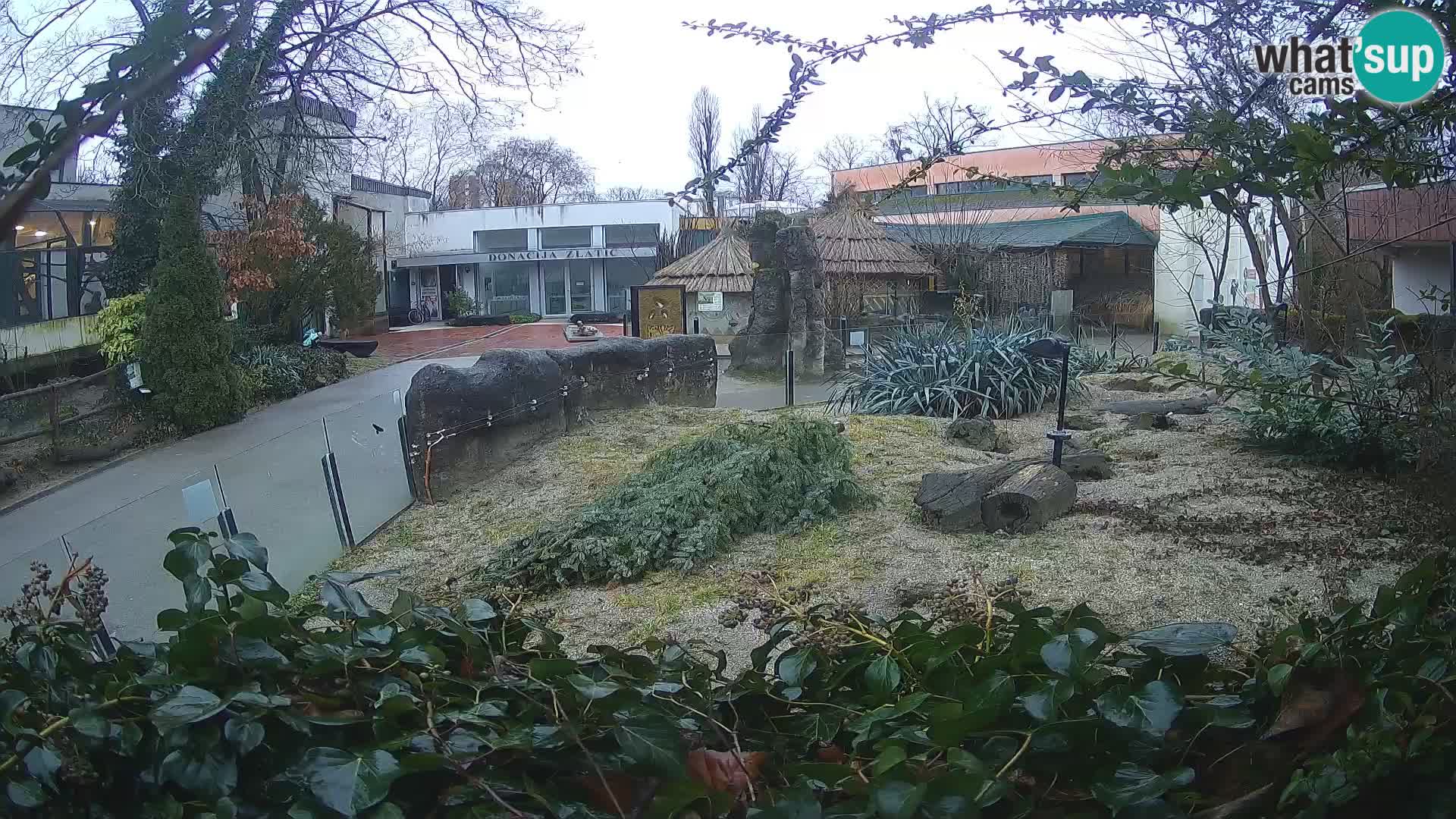 Zoo Zagreb – Meerkat (Suricate)