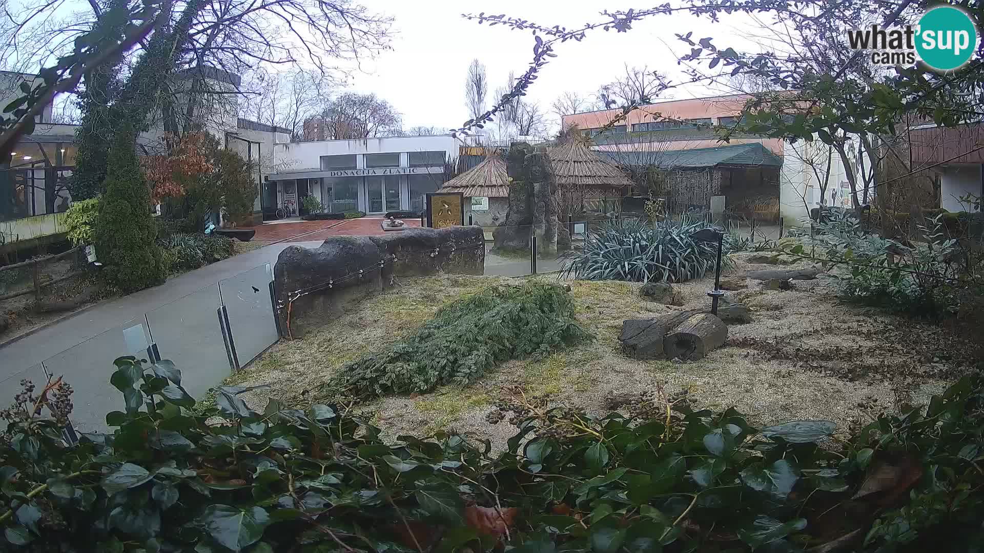 Zoo Zagreb – Meerkat (Suricate)