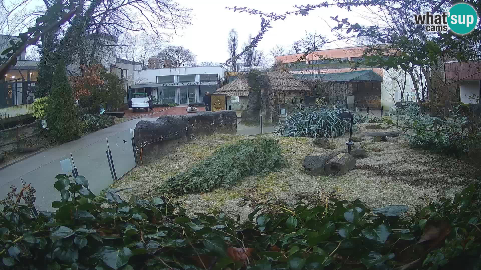 Zoo Zagreb – Meerkat (Suricate)