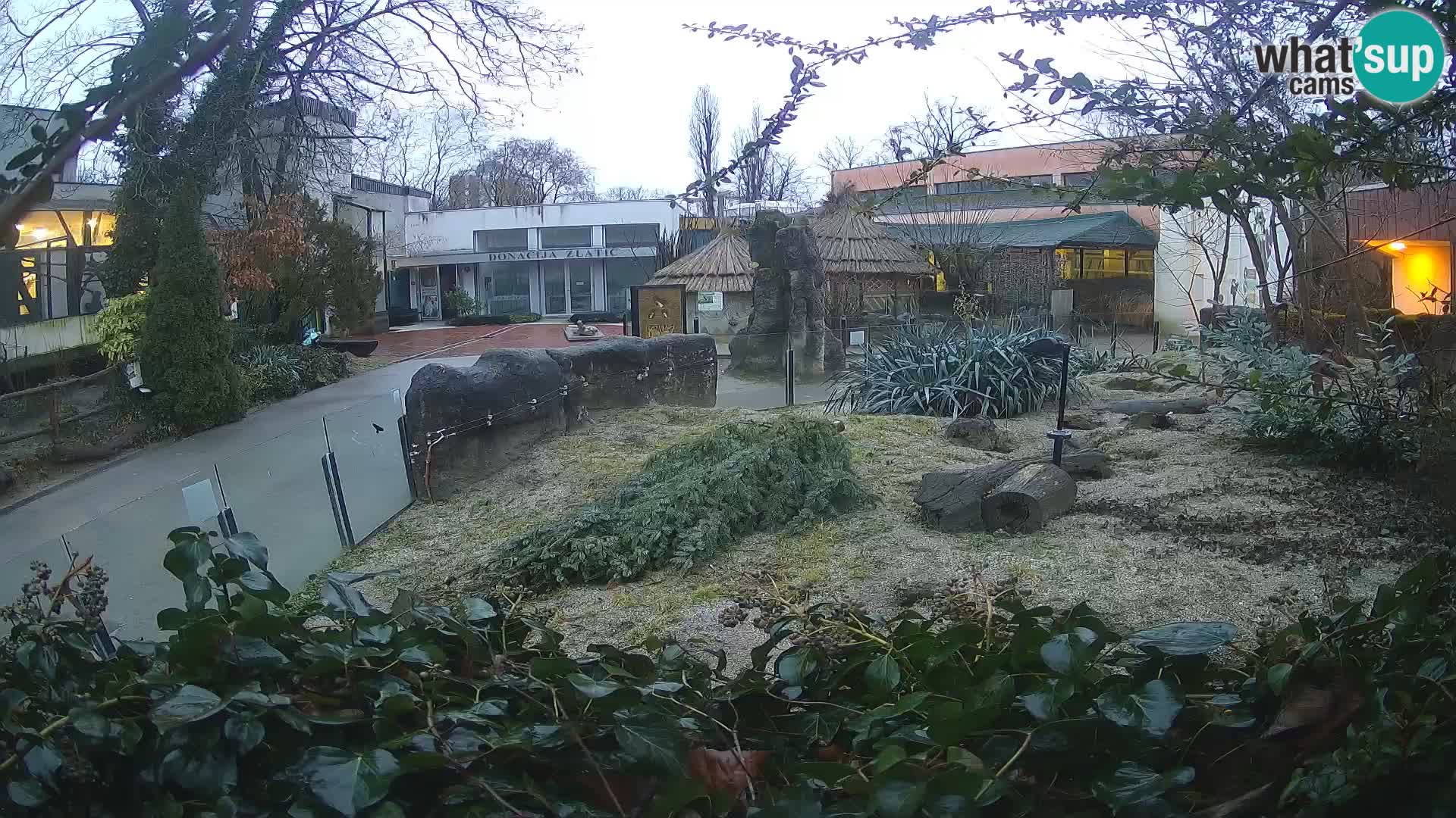 Zoo Zagreb – Meerkat (Suricate)