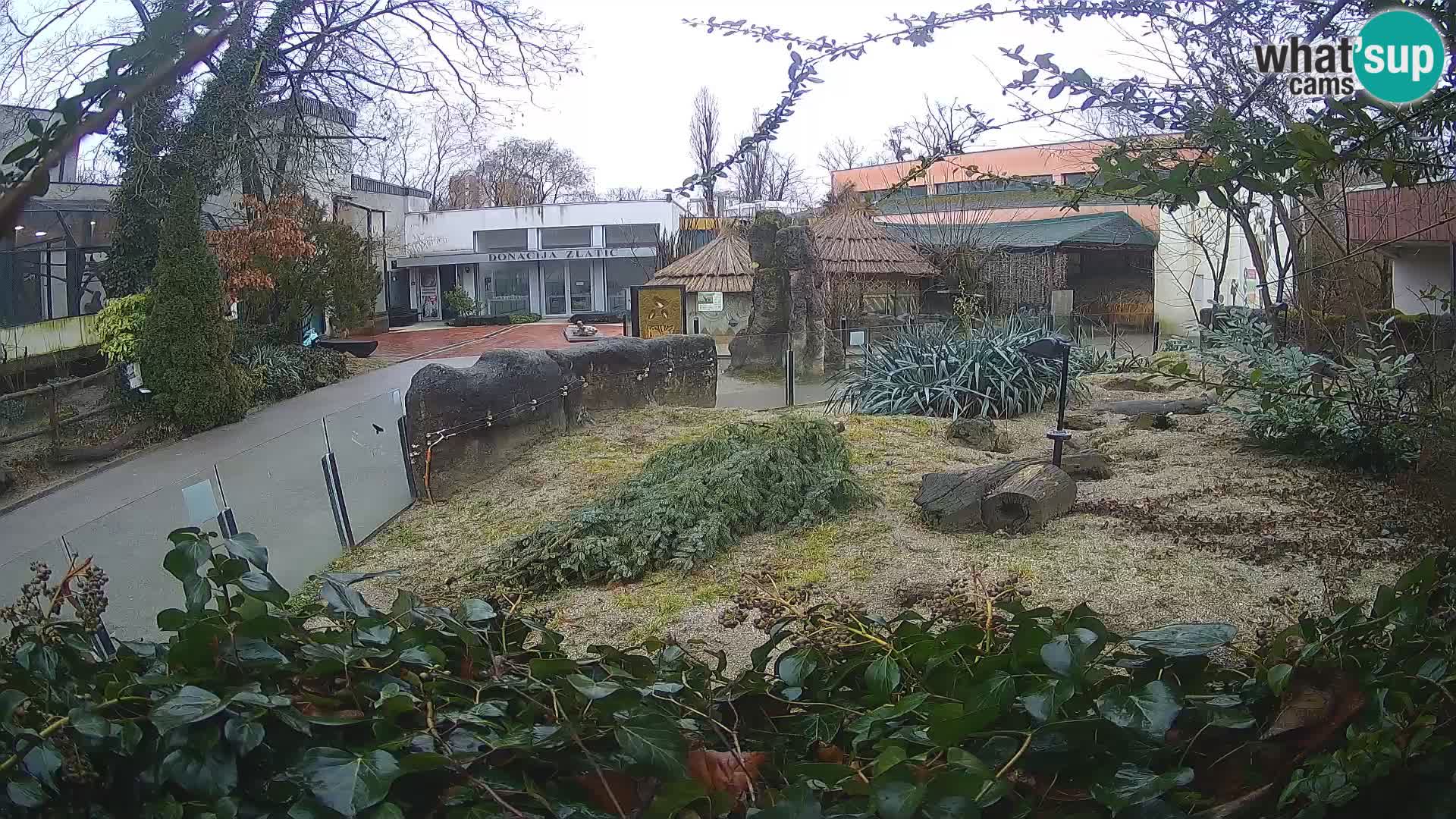 Zoo Zagreb – Suricata