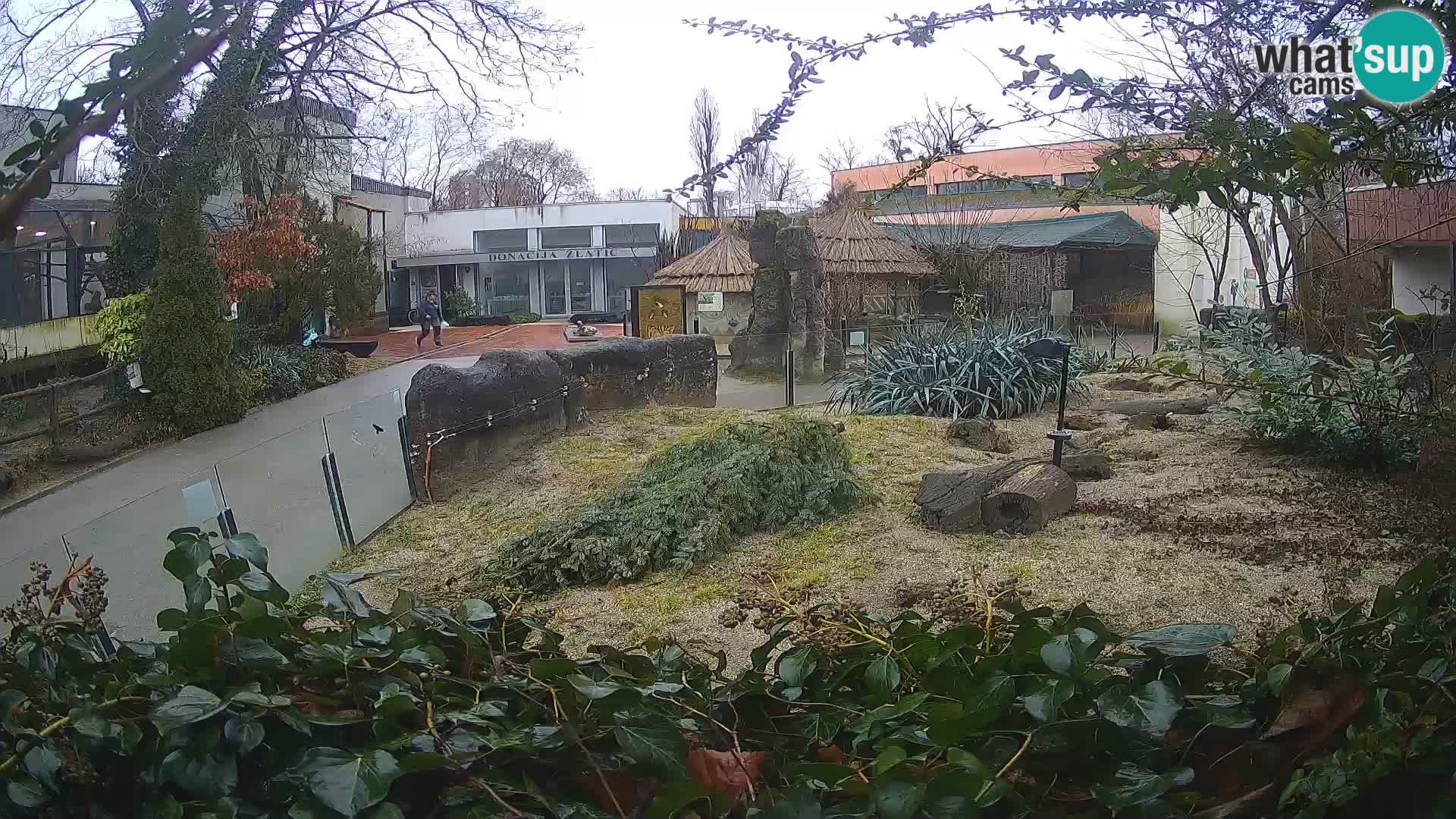 Zoo Zagreb – Meerkat (Suricate)