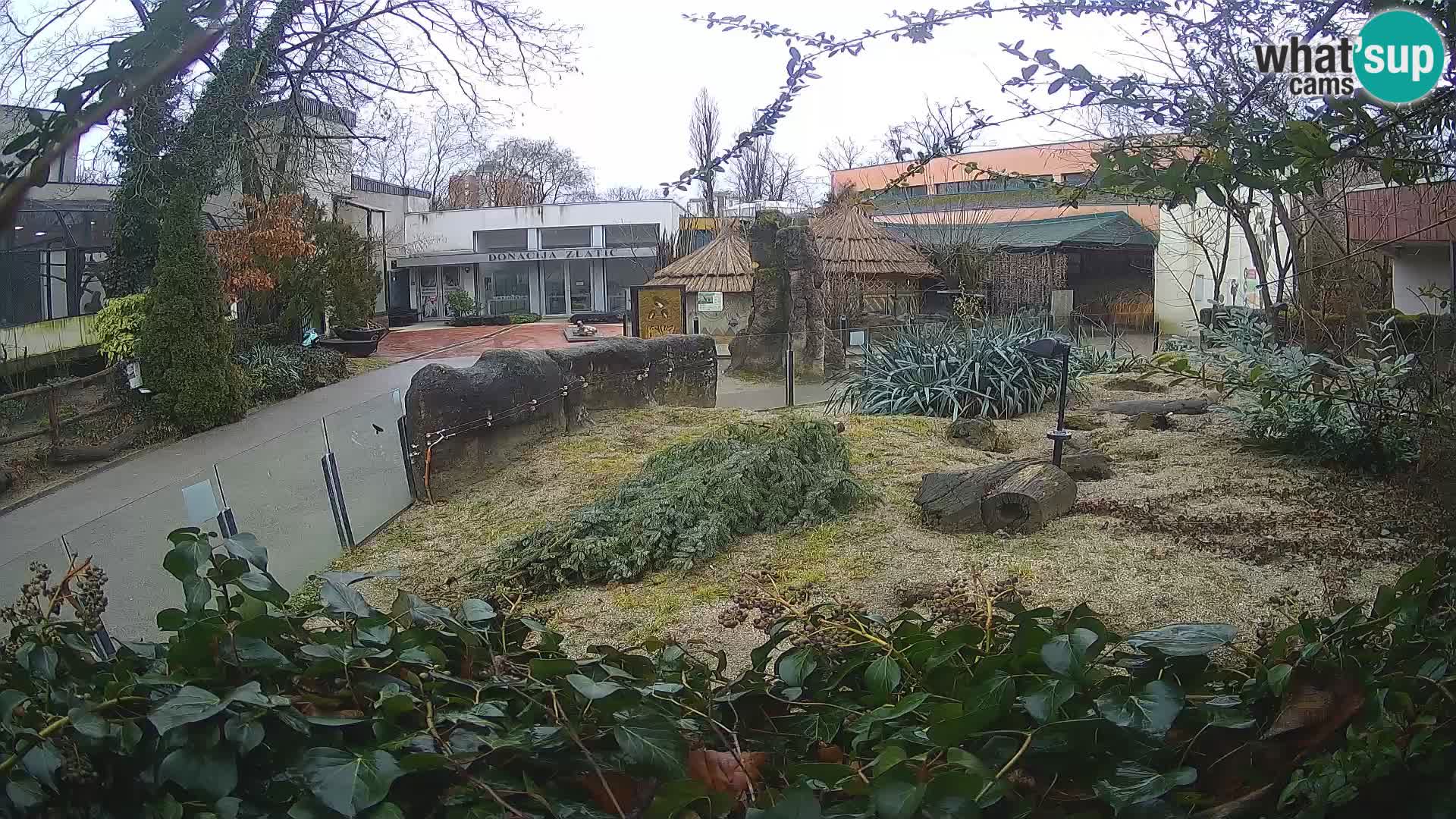 Zoo Zagreb – Erdmännchen