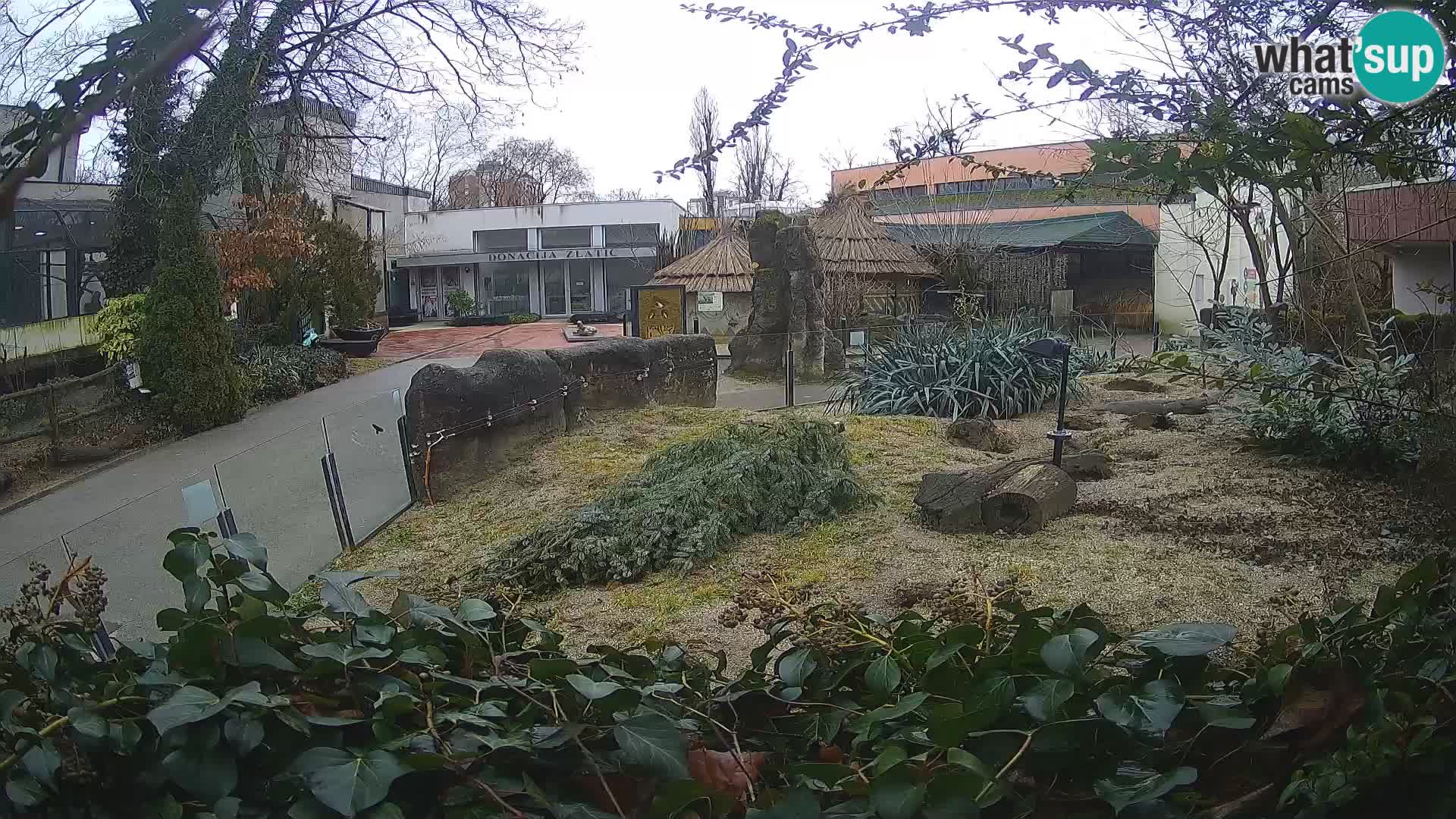 Zoo Zagreb – Suricata