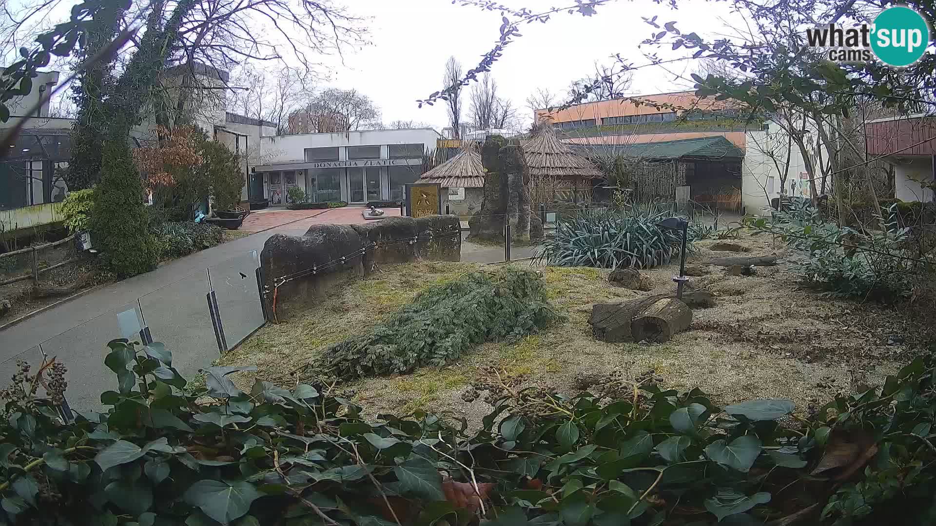 Zoo Zagreb – Merkat