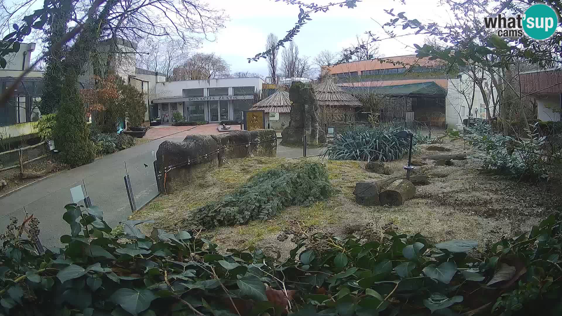 Zoo Zagreb – Meerkat (Suricate)