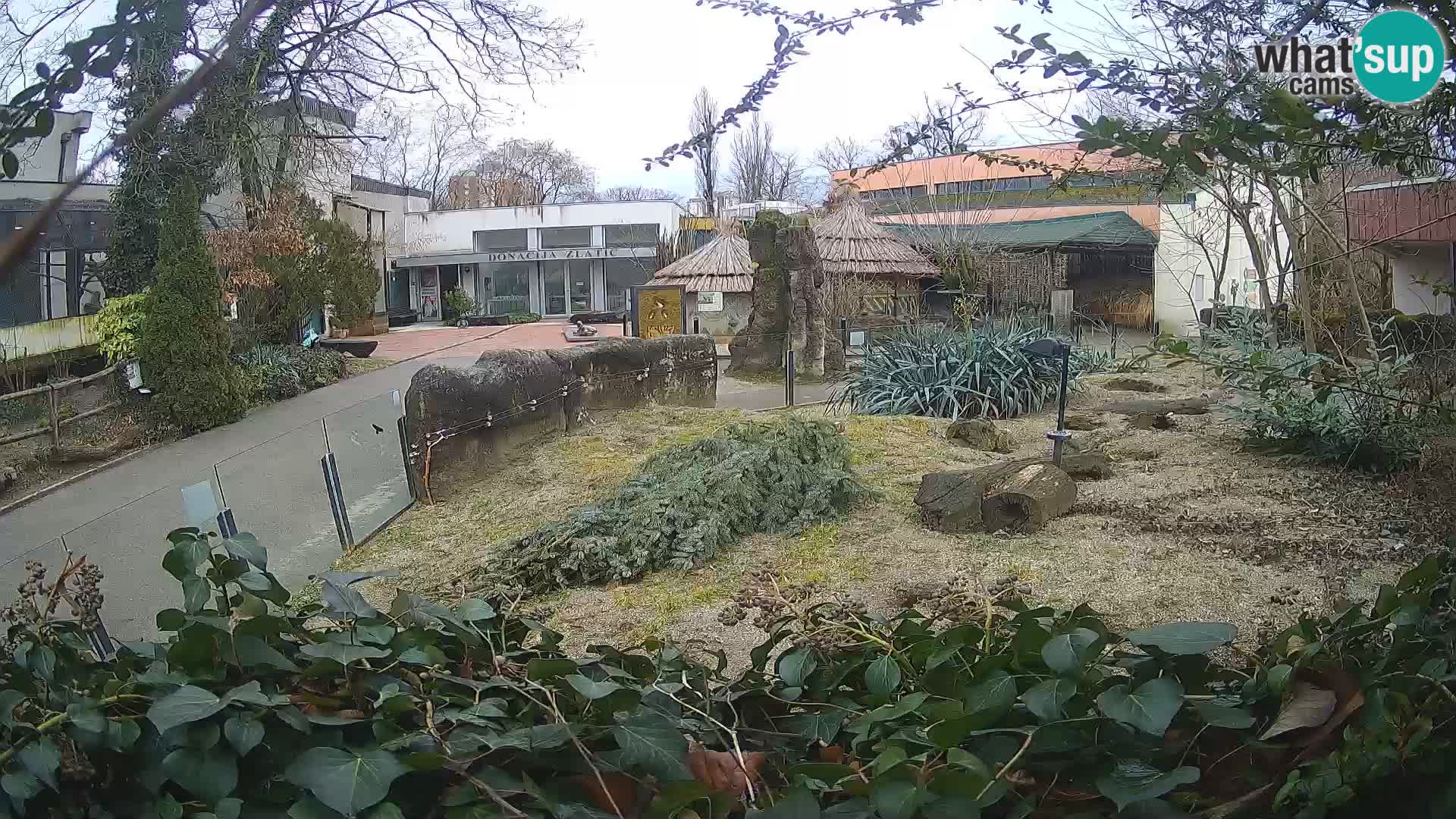 Zoo Zagreb – Meerkat (Suricate)