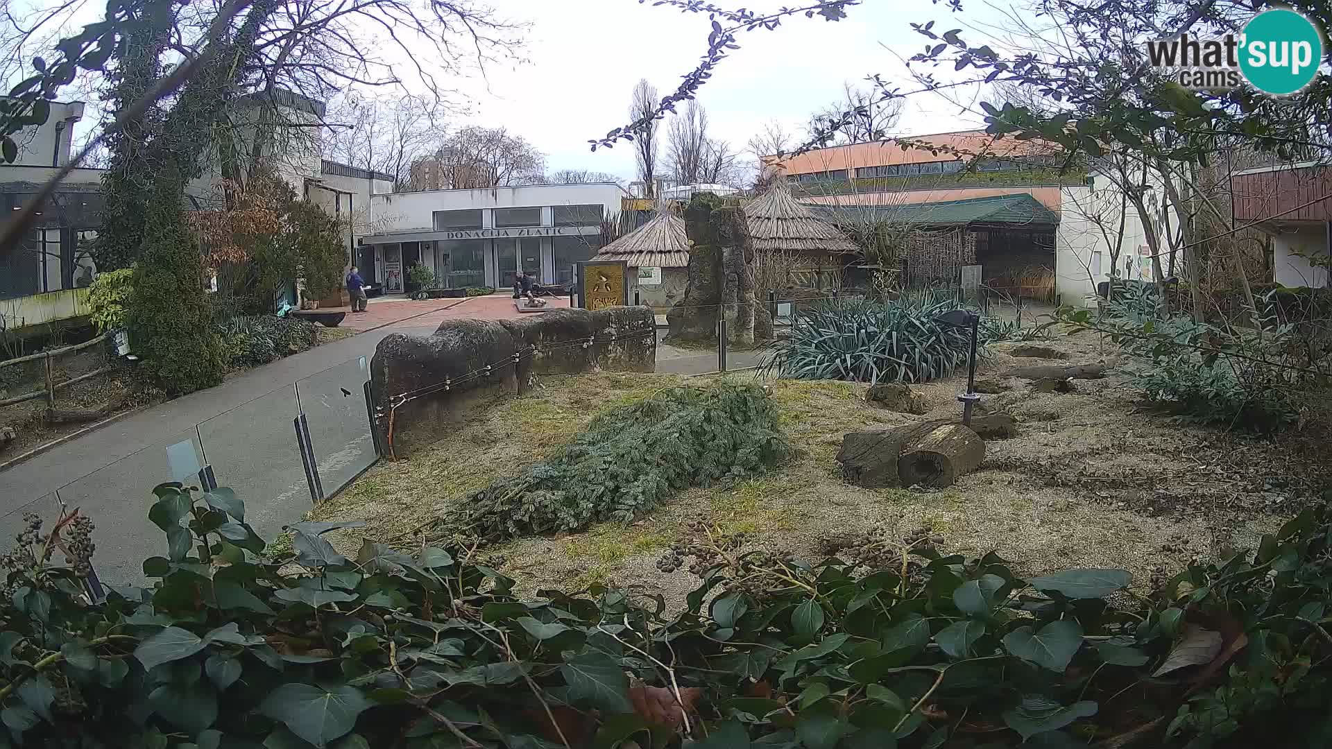 Zoo Zagreb – Surikate