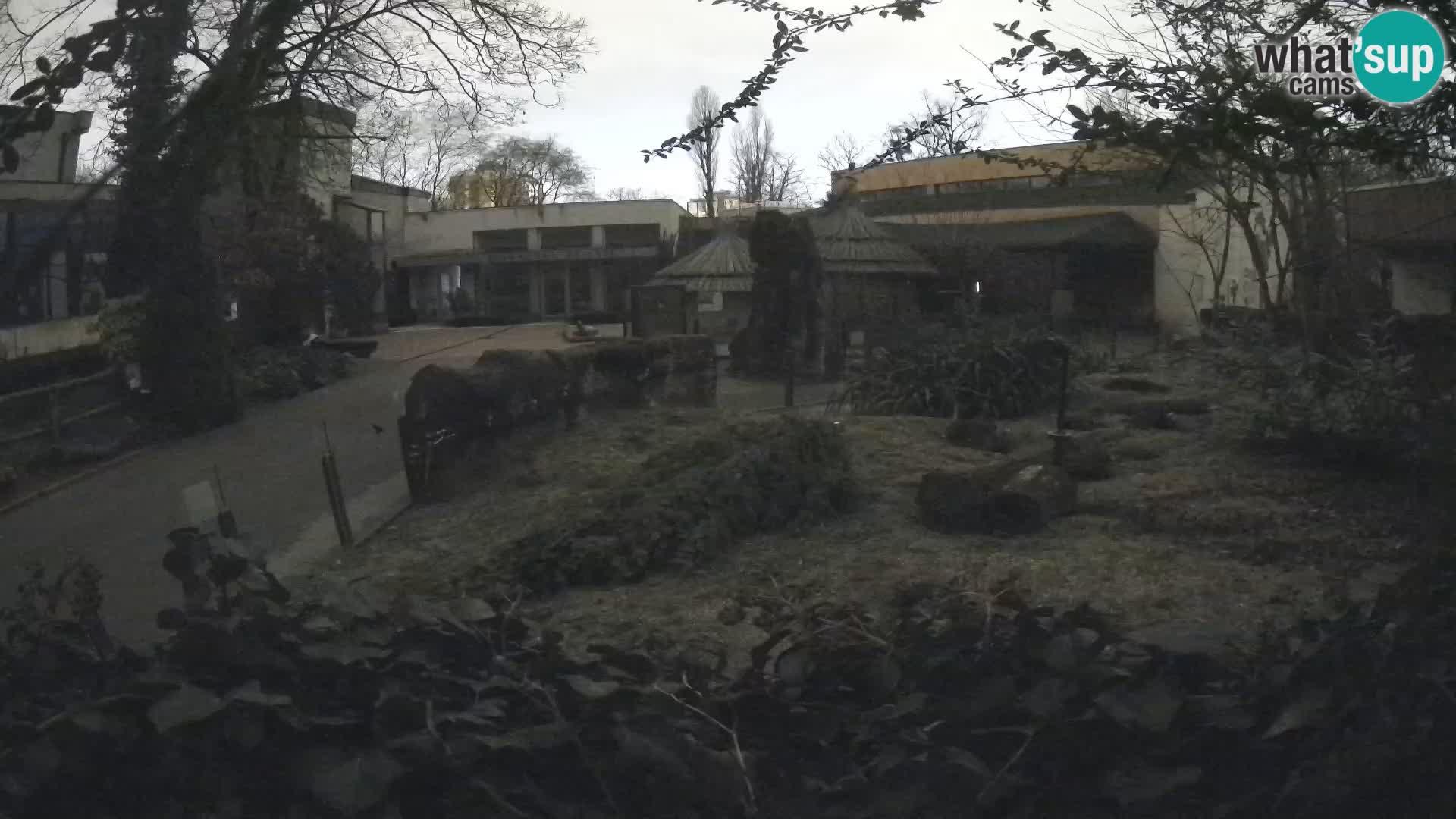 Zoo Zagreb – Surikate