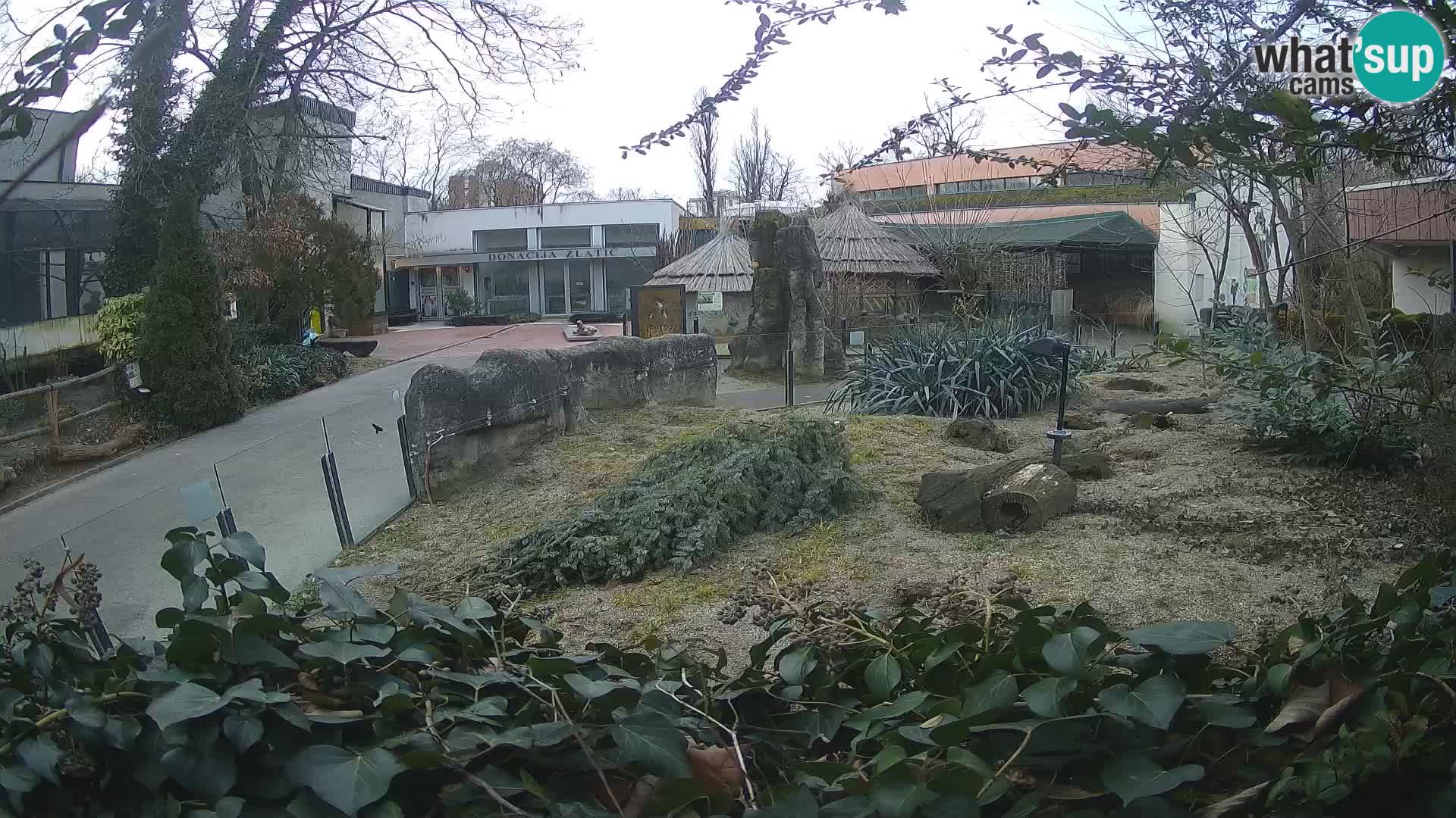 Zoo Zagreb – Surikate