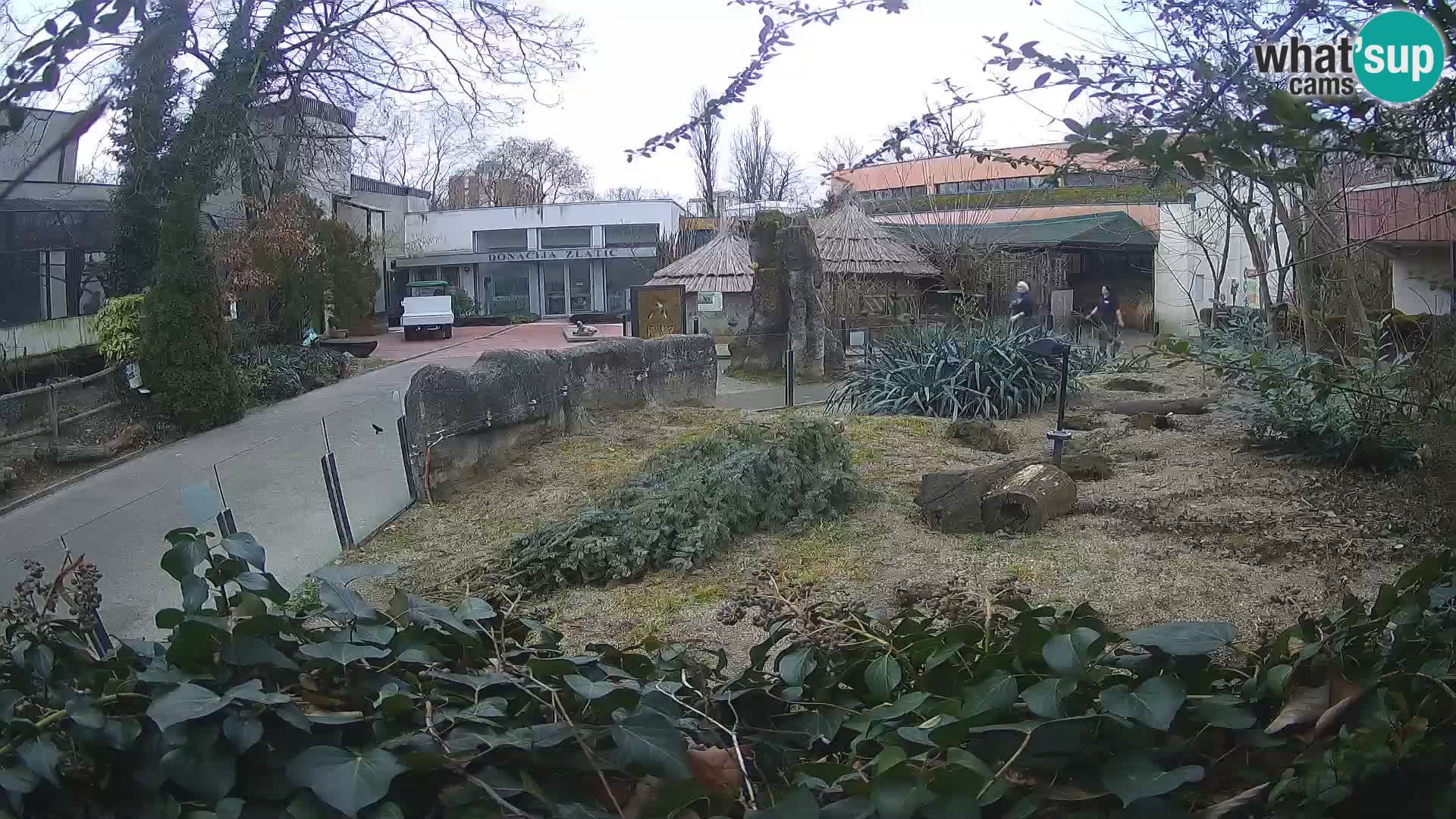 Zoo Zagreb – Surikate