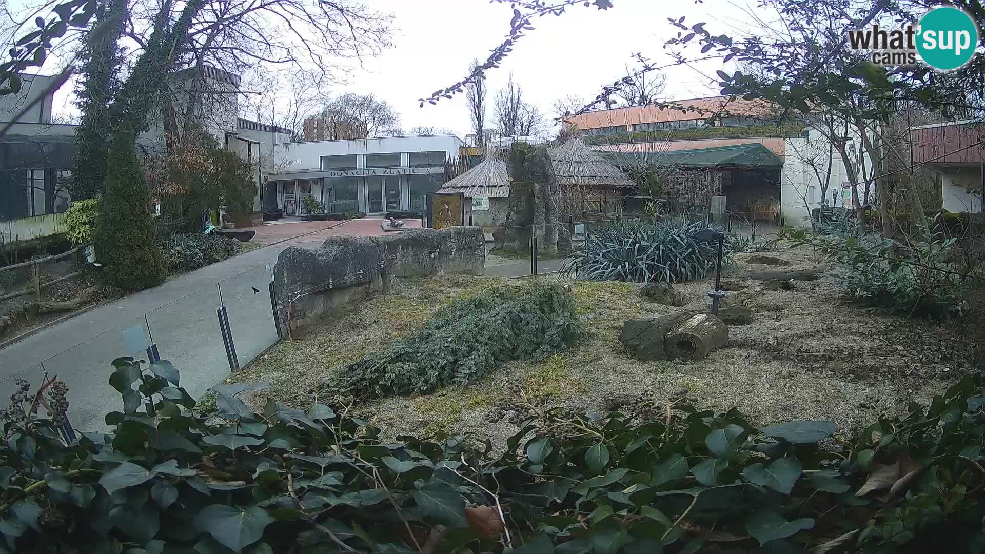 Zoo Zagreb – Meerkat (Suricate)