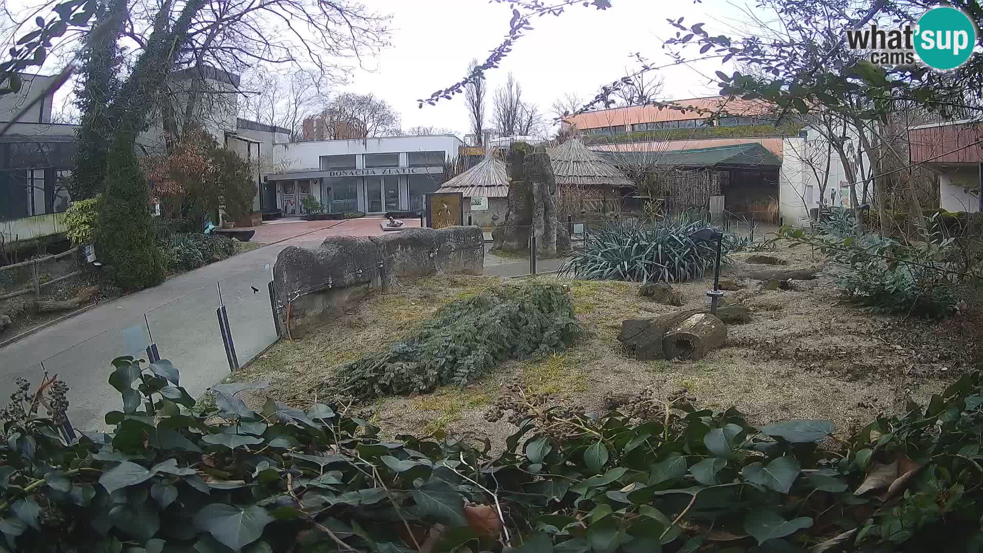 Zoo Zagreb – Surikate