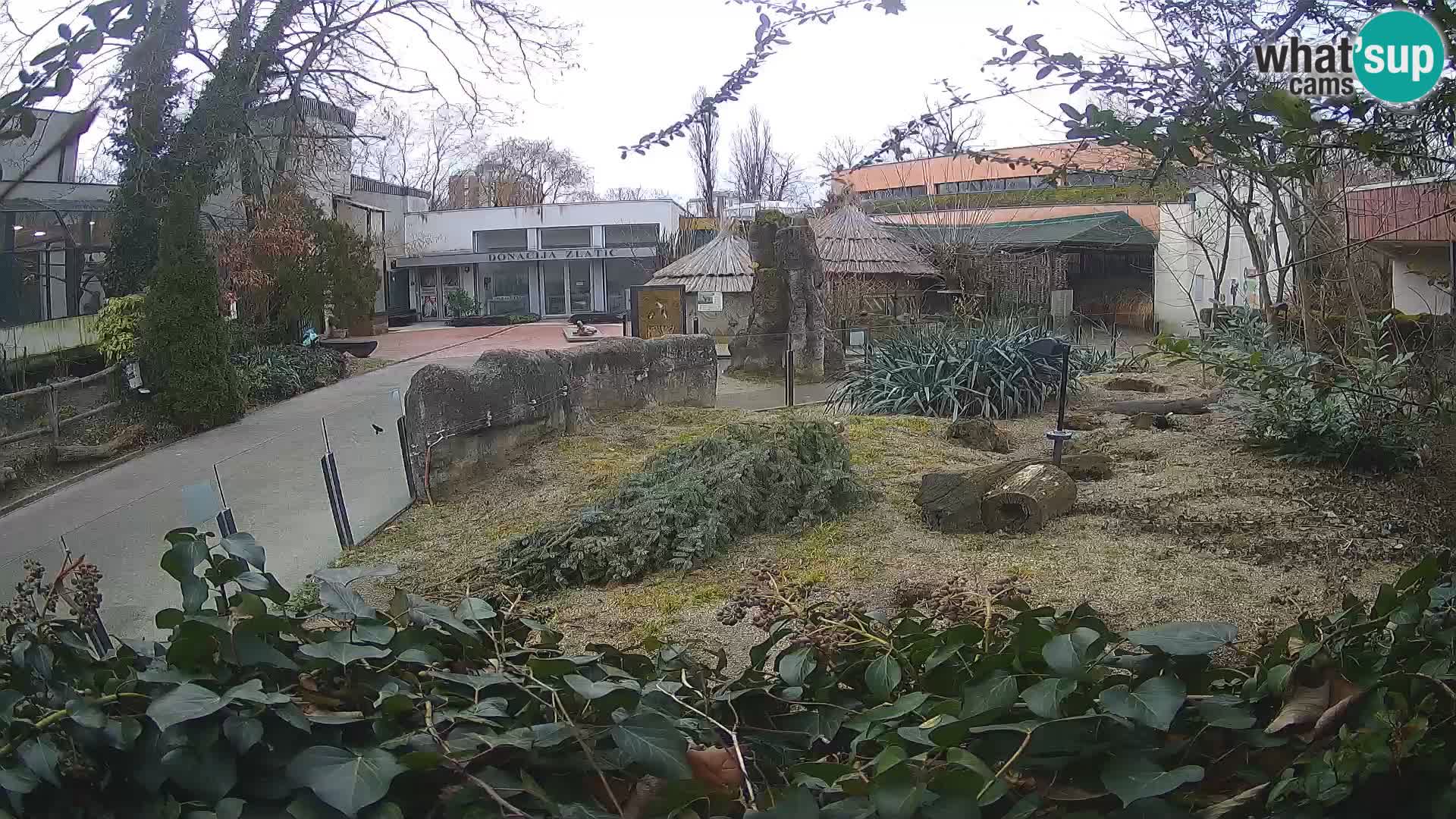 Zoo Zagreb – Erdmännchen