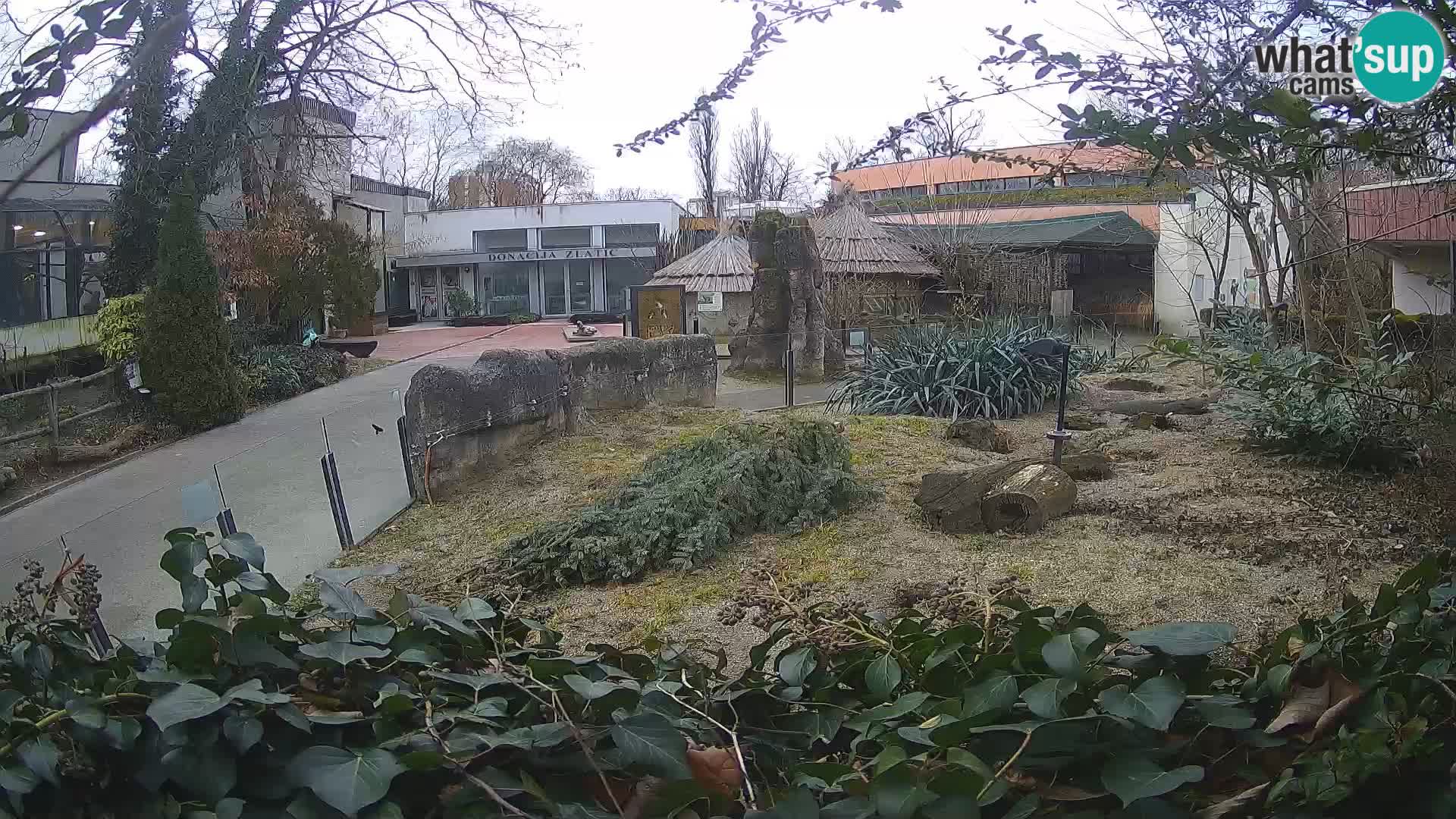 Zoo Zagreb – Surikate