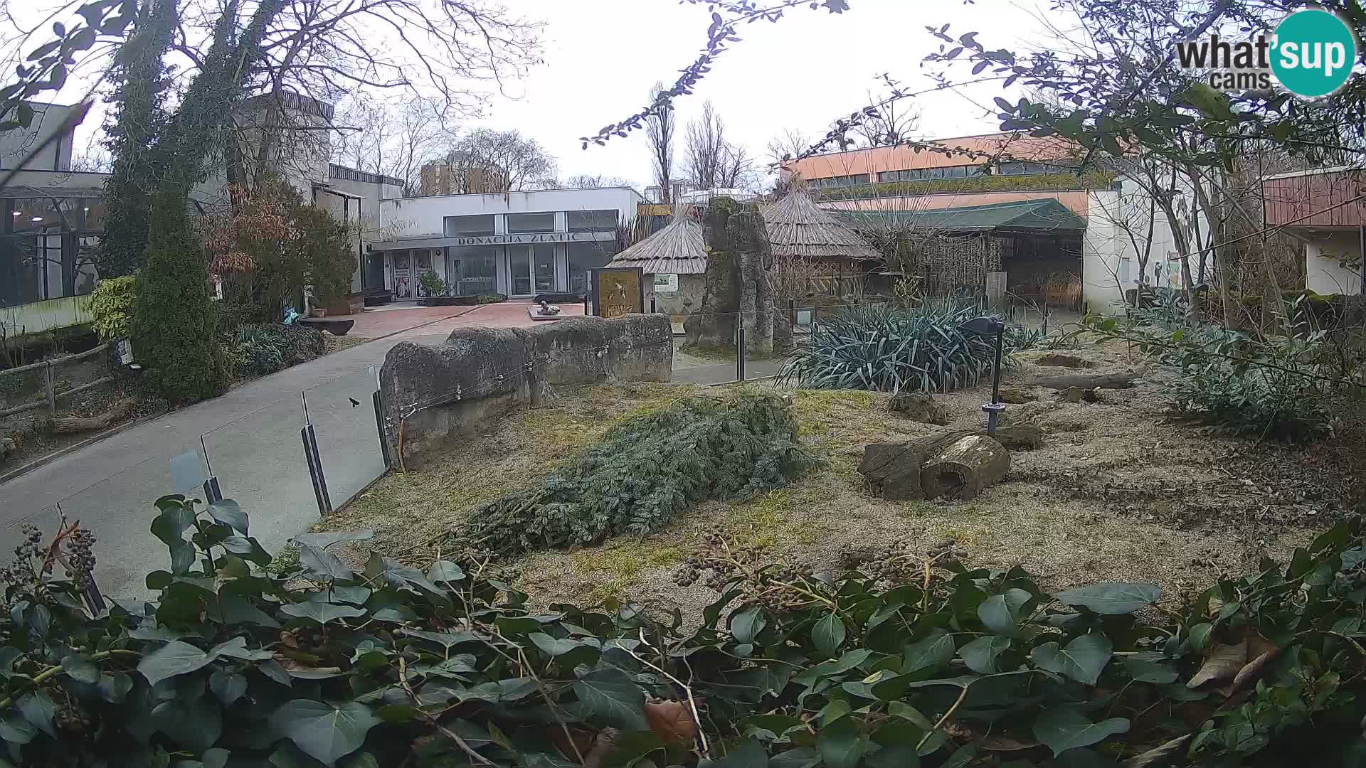 Zoo Zagreb – Merkat