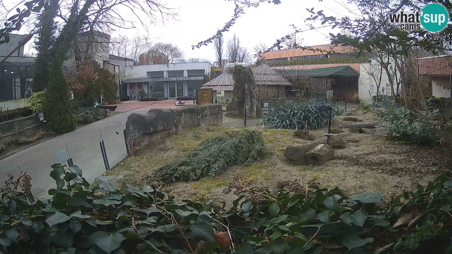 Zoo Zagreb – Meerkat (Suricate)