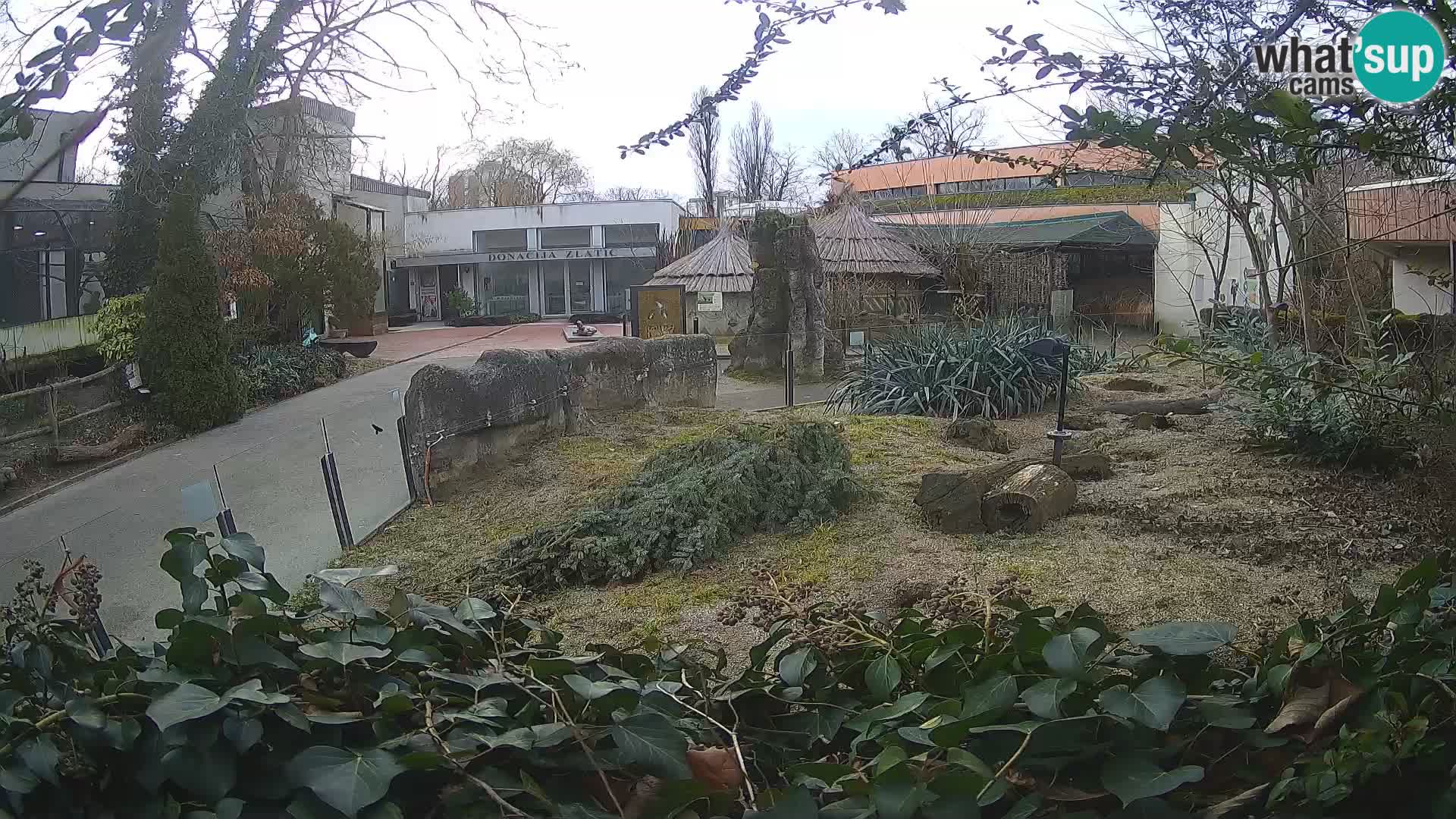 Zoo Zagreb – Surikate