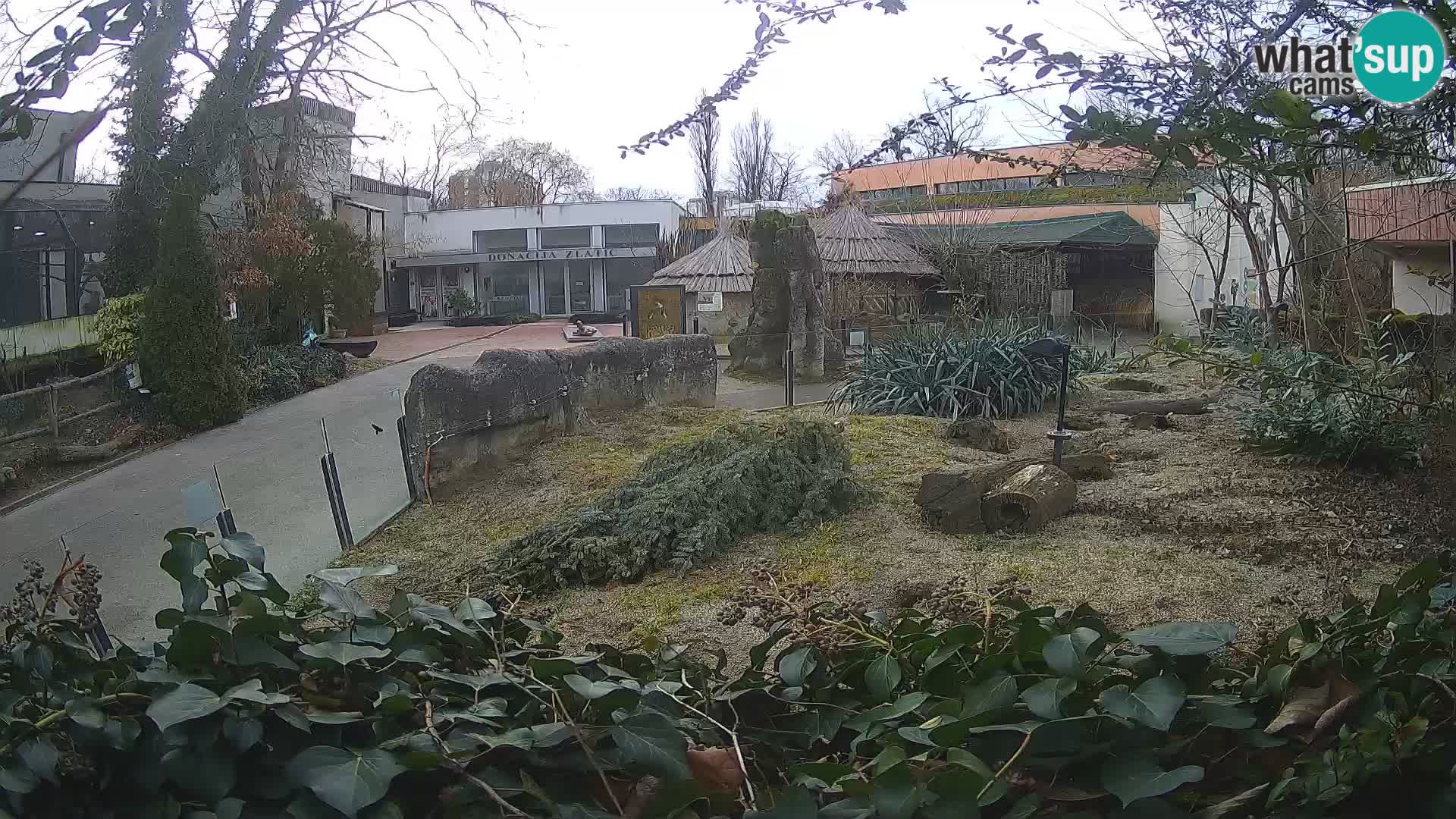 Zoo Zagreb – Erdmännchen