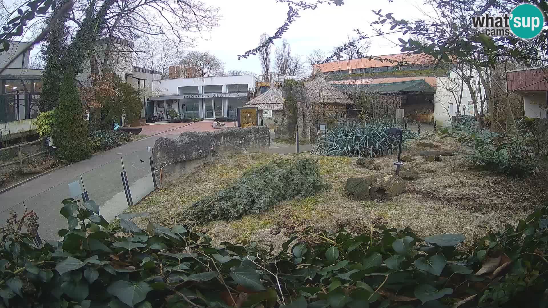 Zoo Zagreb – Suricata