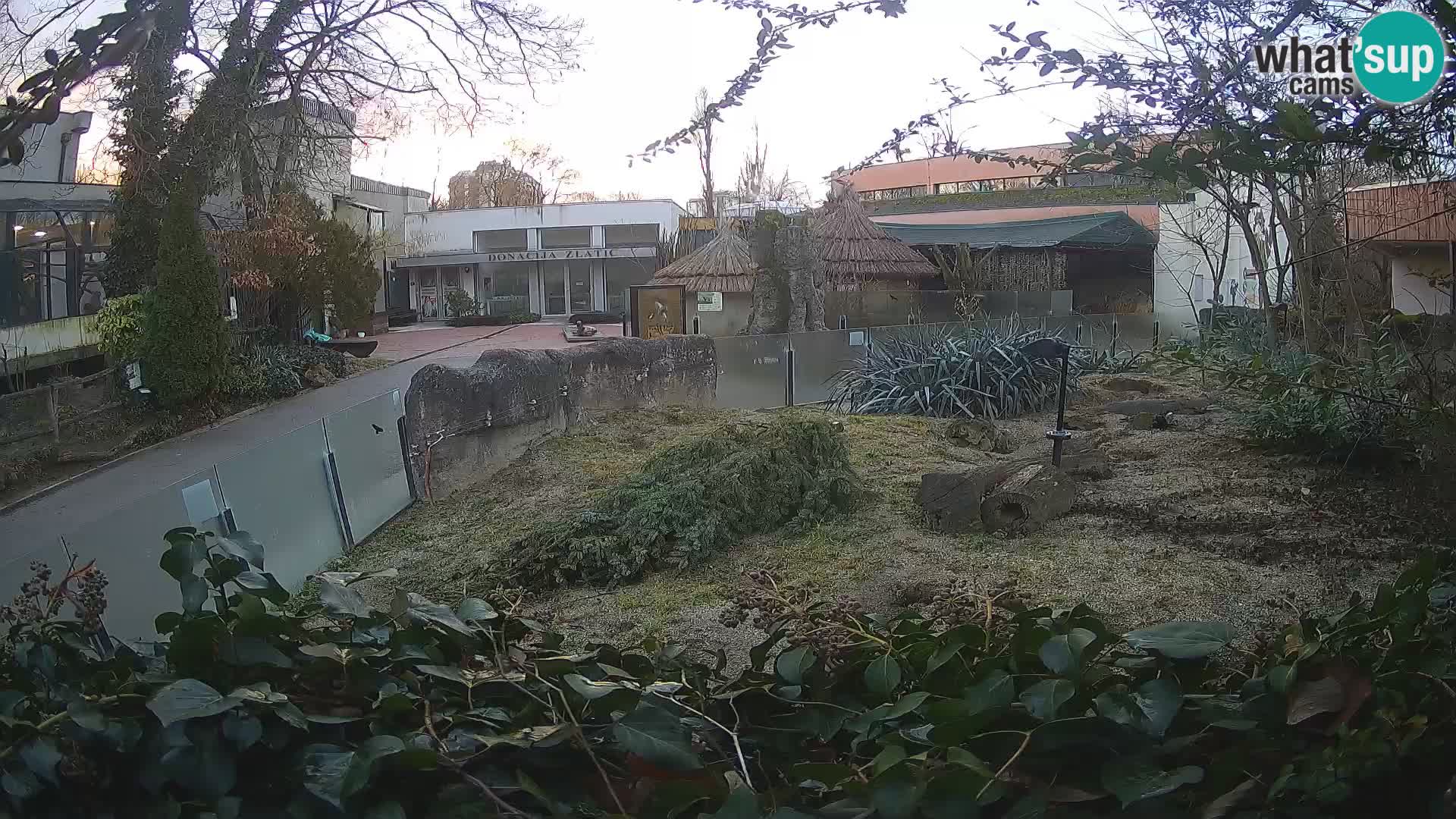 Zoo Zagreb – Meerkat (Suricate)