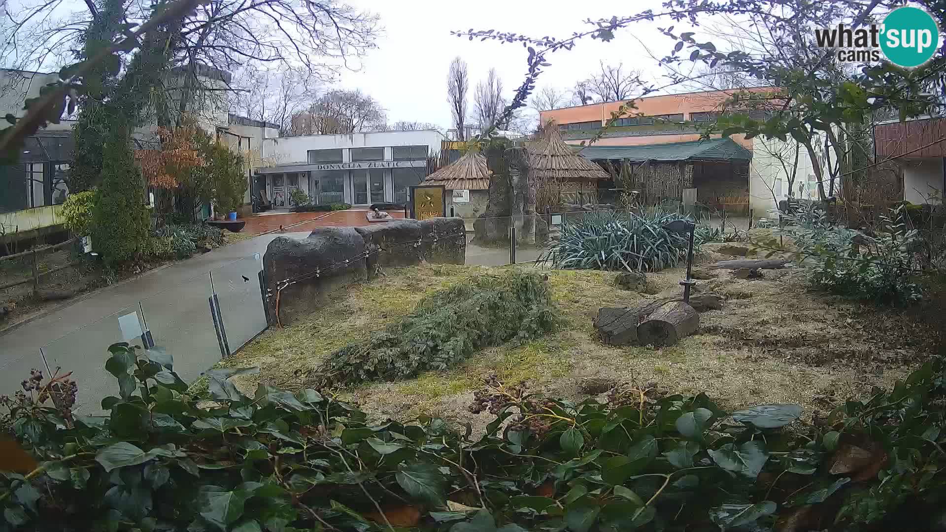 Zoo Zagreb – Erdmännchen