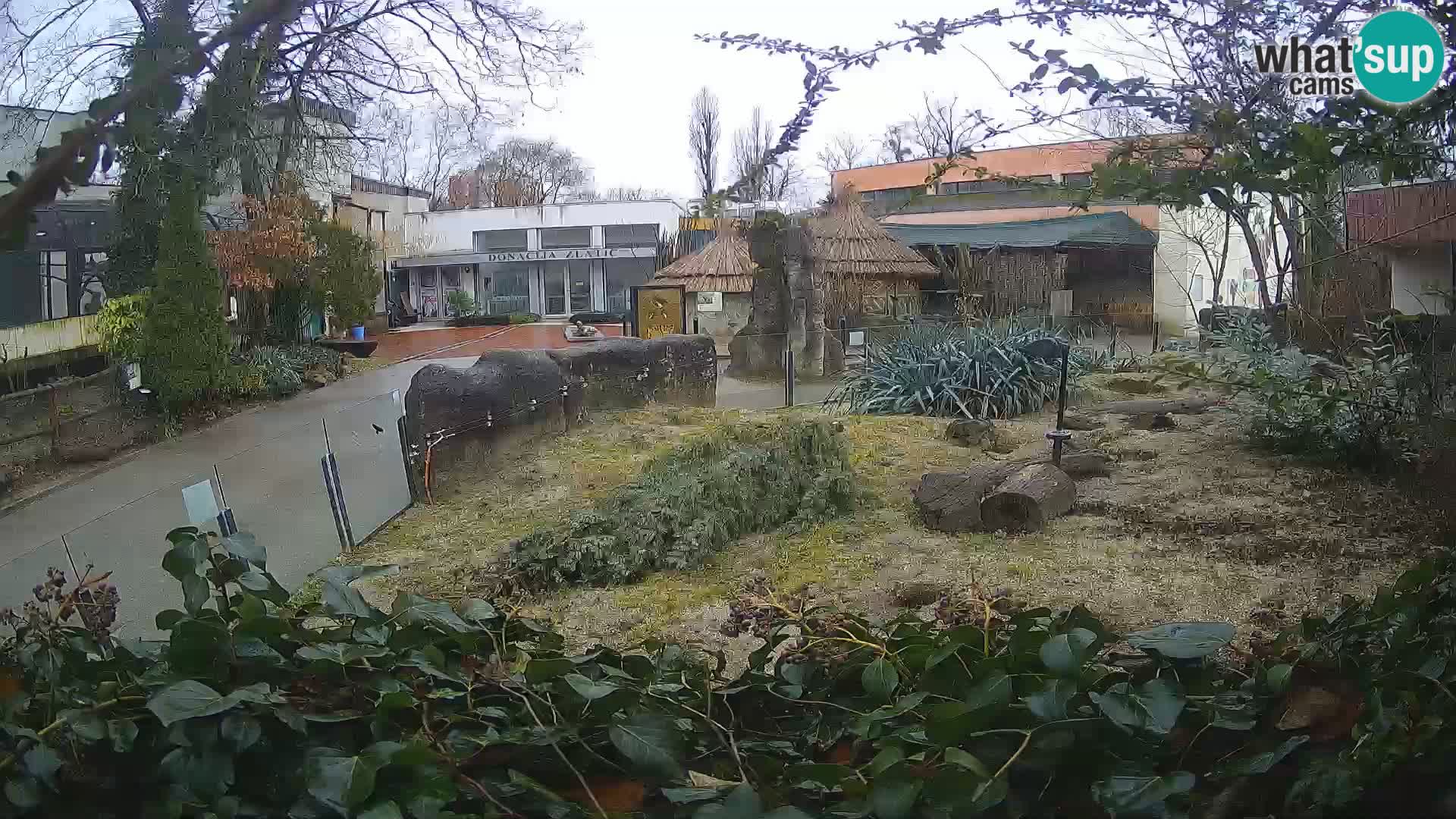 Zoo Zagreb – Erdmännchen