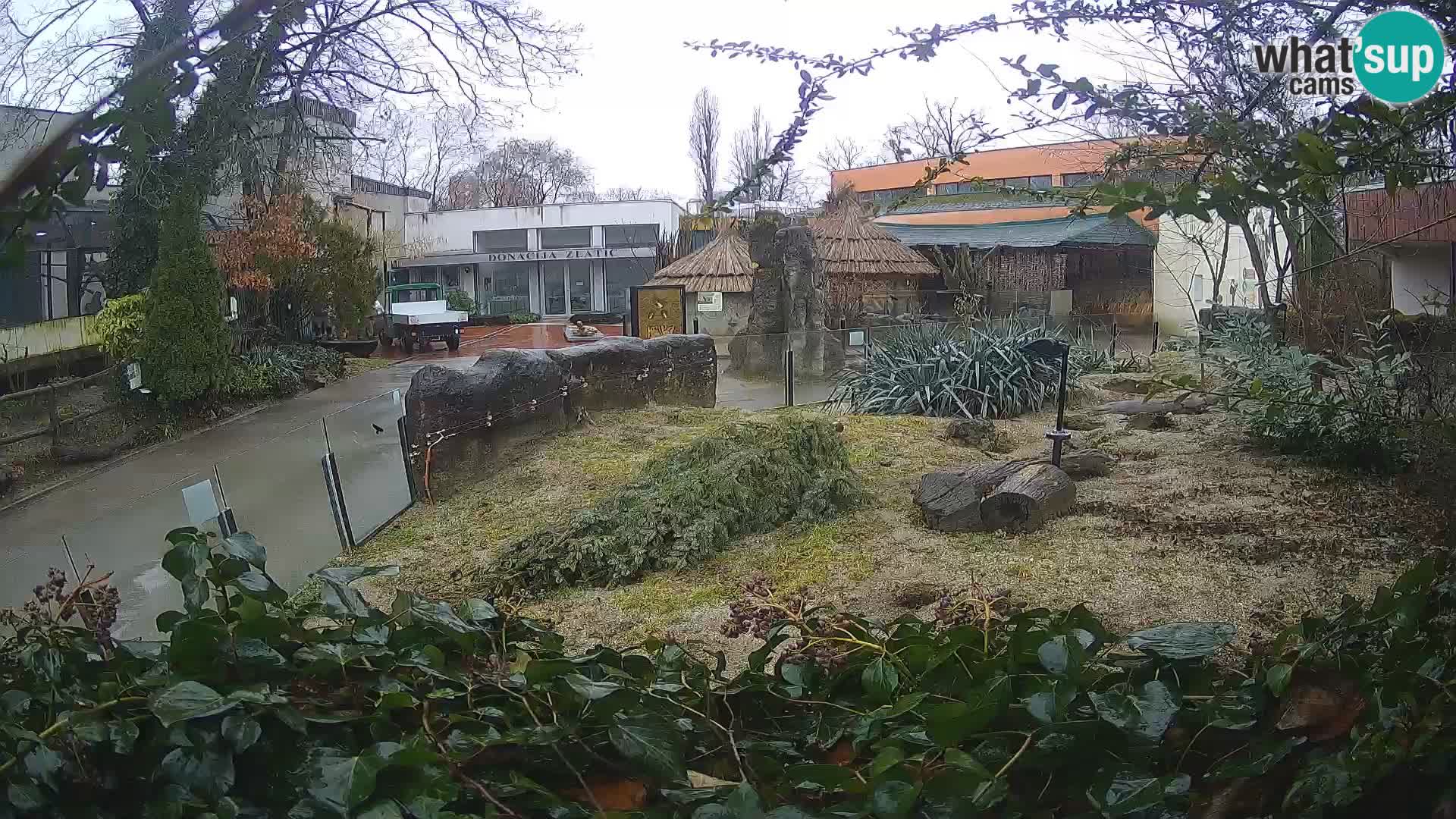 Zoo Zagreb – Merkat