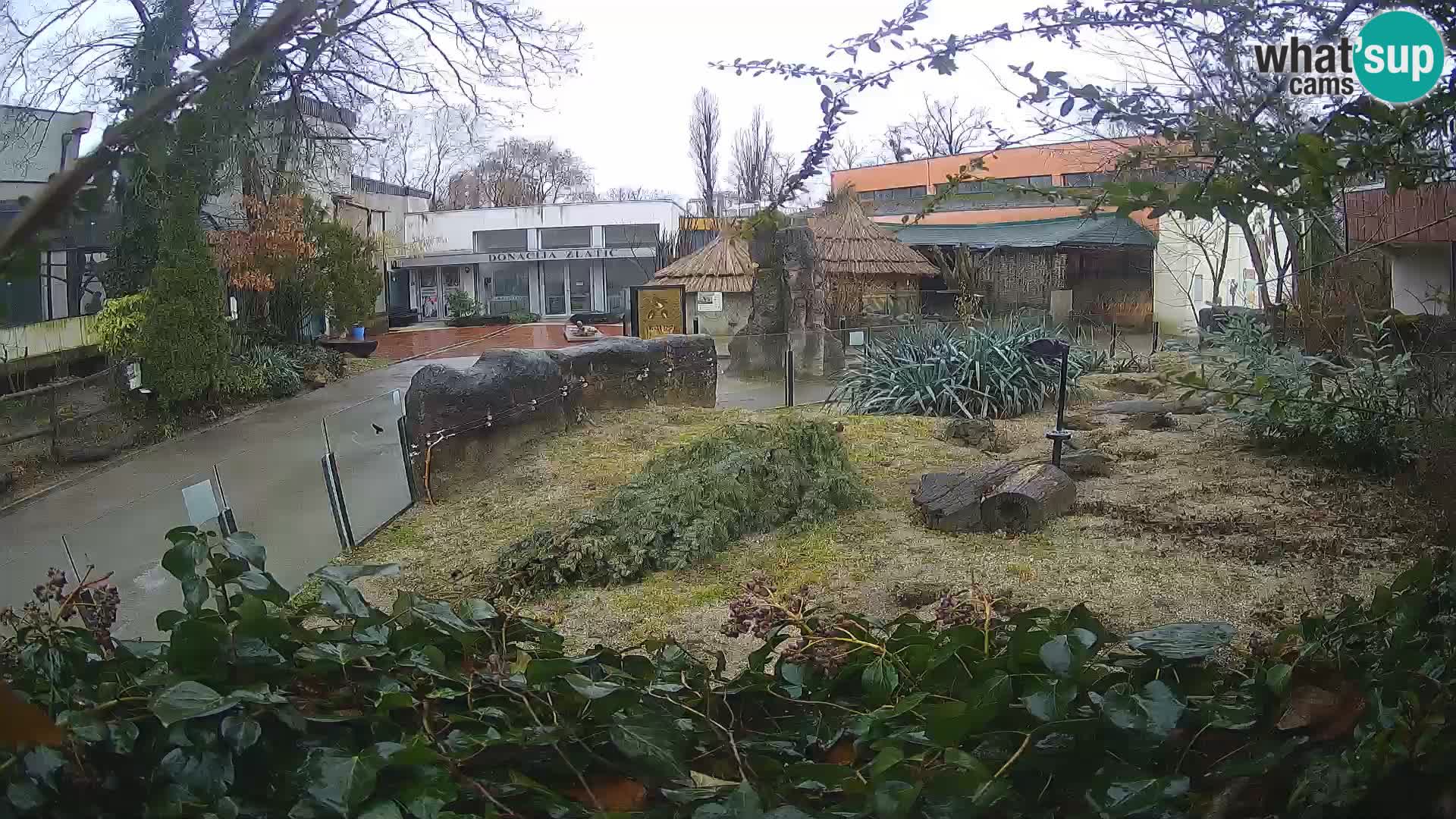 Zoo Zagreb – Merkat