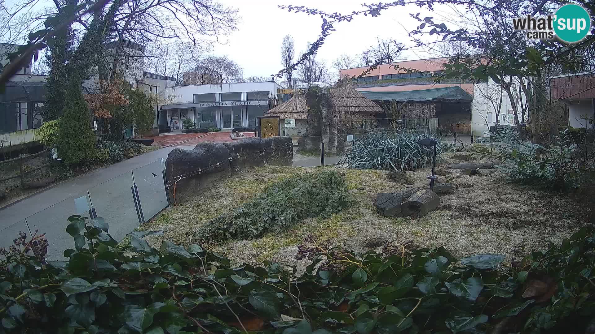 Zoo Zagreb – Surikate