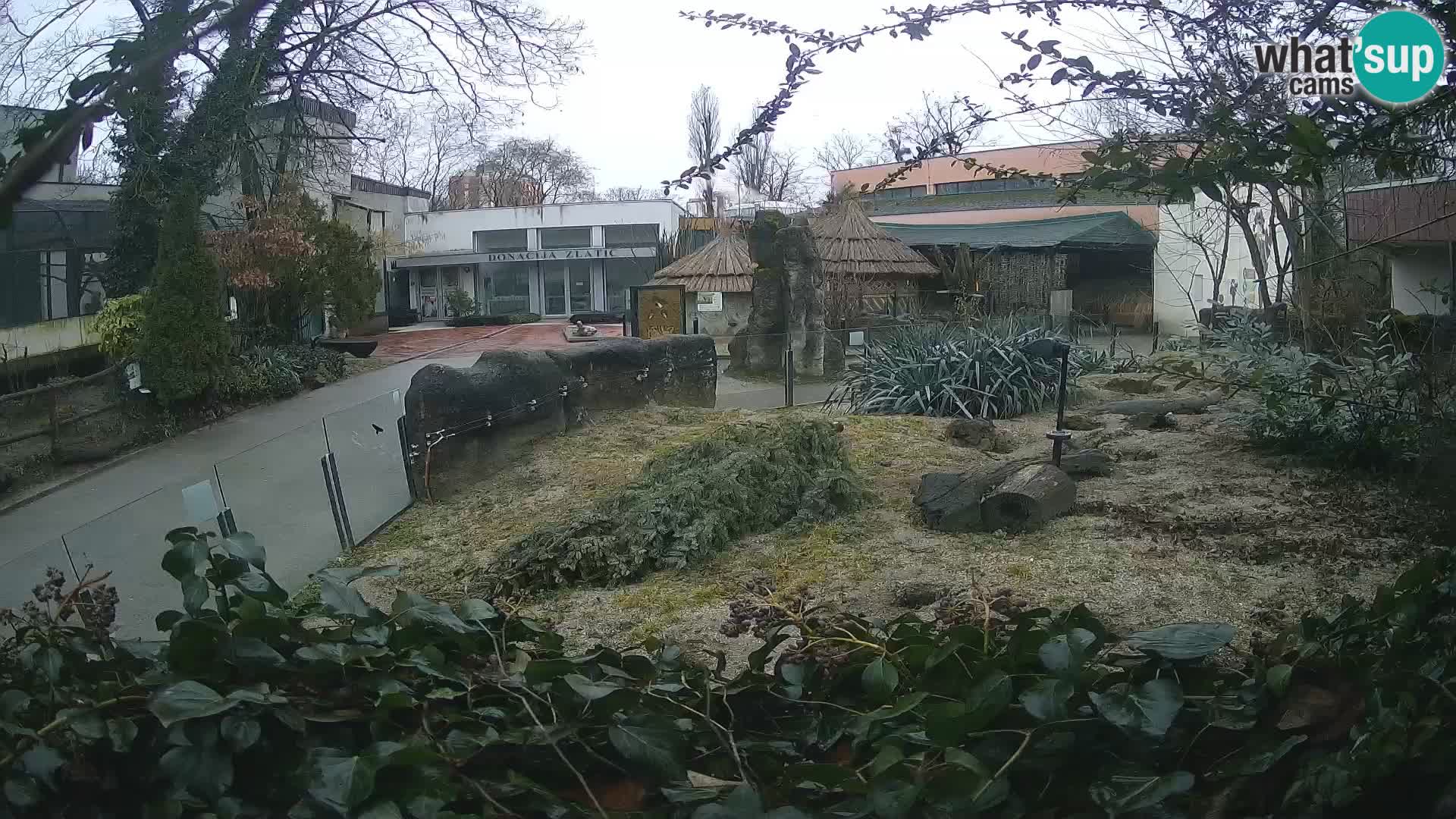 Zoo Zagreb – Meerkat (Suricate)