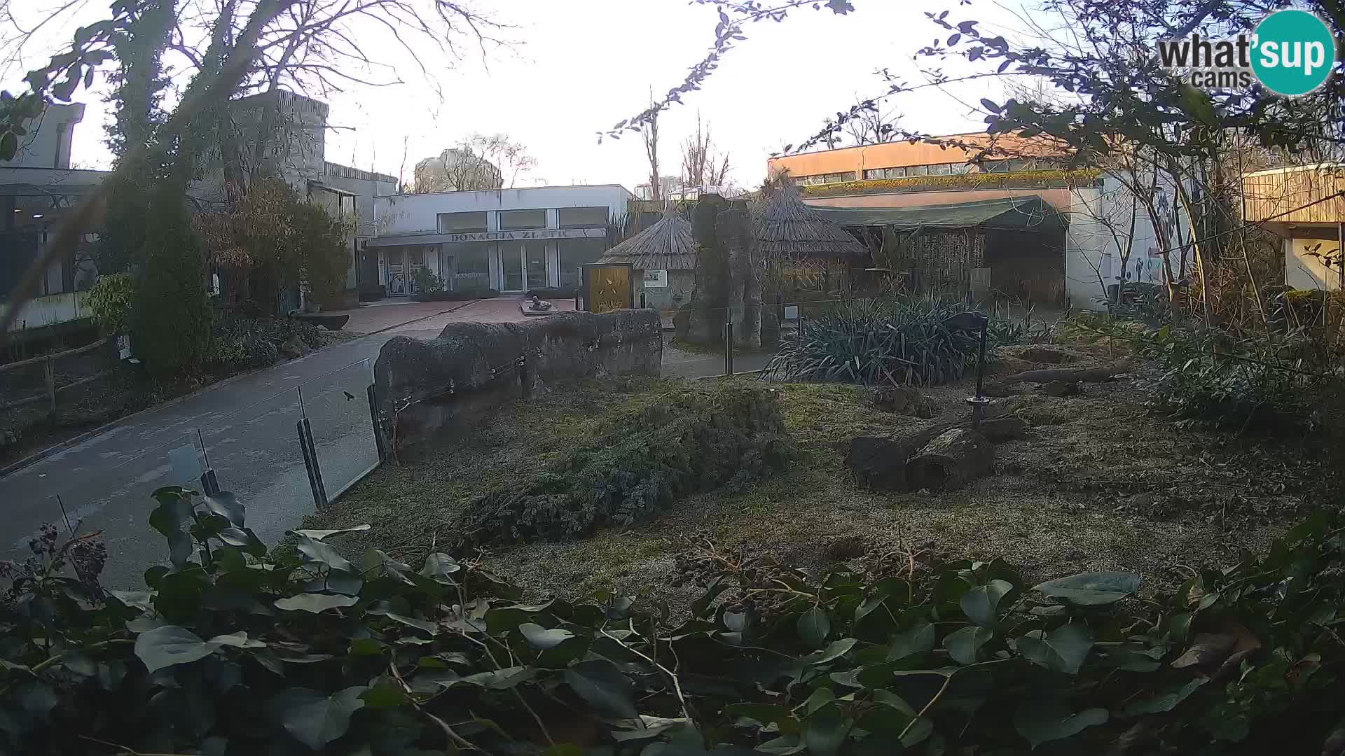 Zoo Zagreb – Meerkat (Suricate)