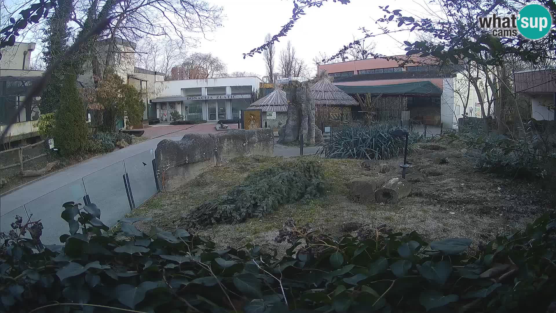 Zoo Zagreb – Meerkat (Suricate)