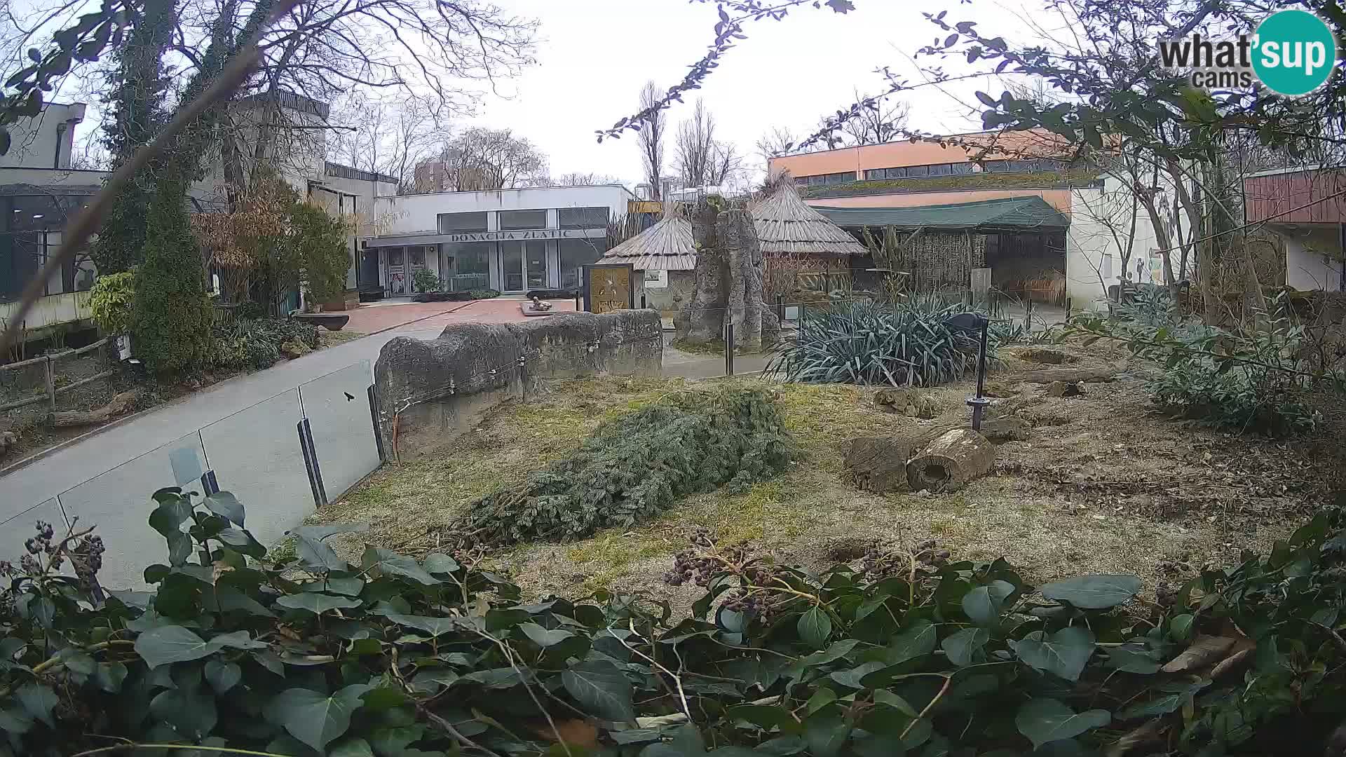 Zoo Zagreb – Surikate