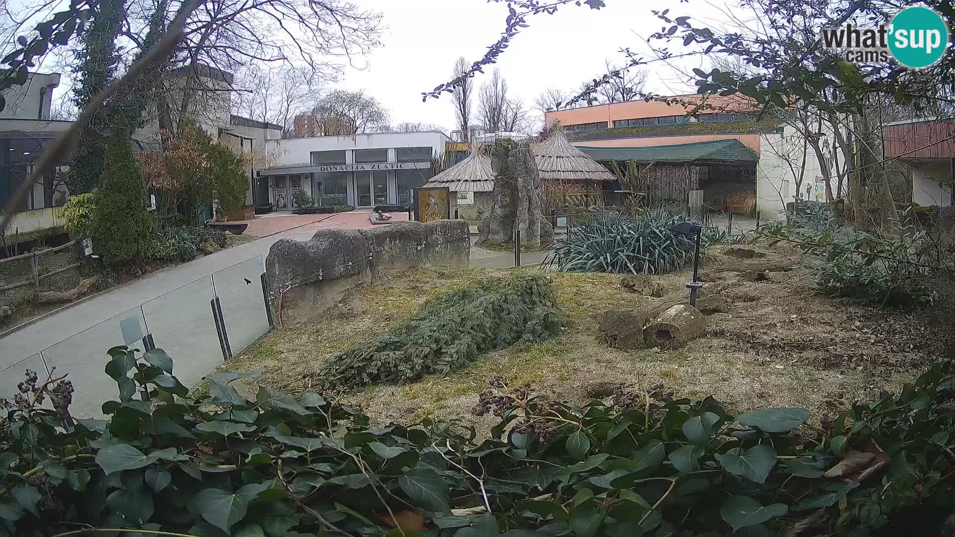 Zoo Zagreb – Merkat