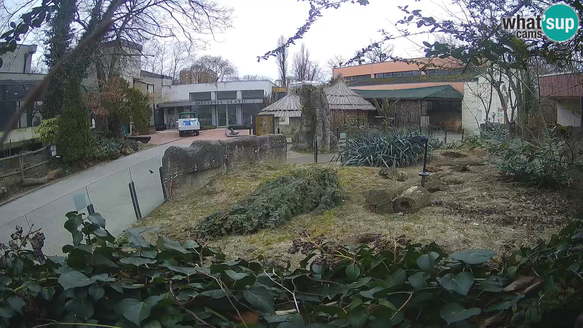 Zoo Zagreb – Merkat