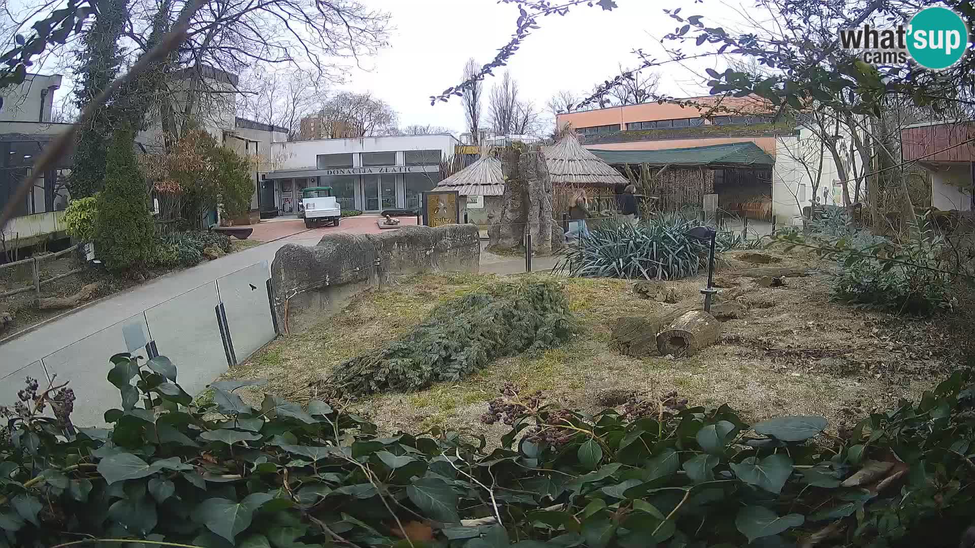 Zoo Zagreb – Erdmännchen