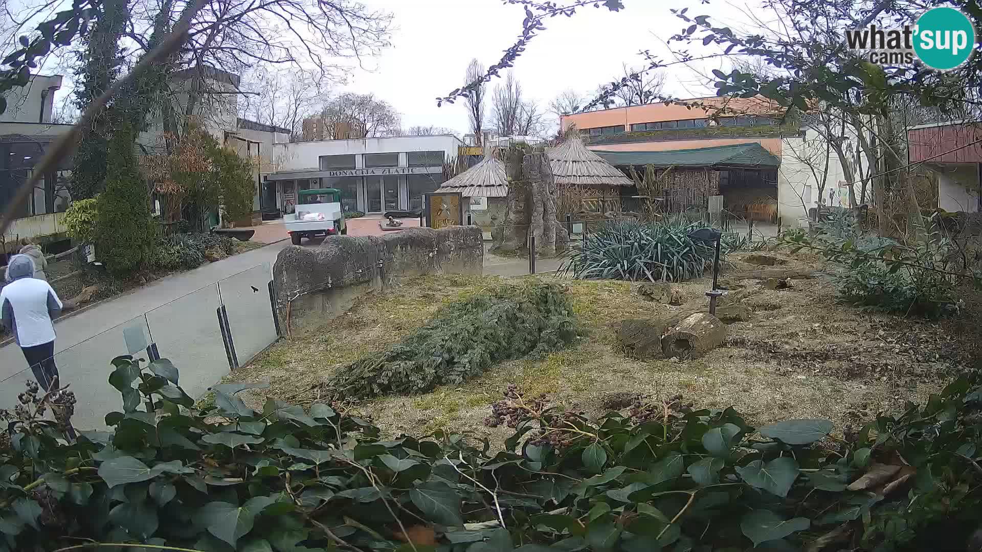 Zoo Zagreb – Surikate