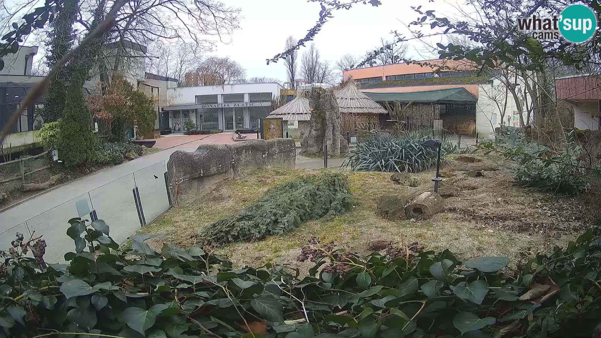 Zoo Zagreb – Meerkat (Suricate)