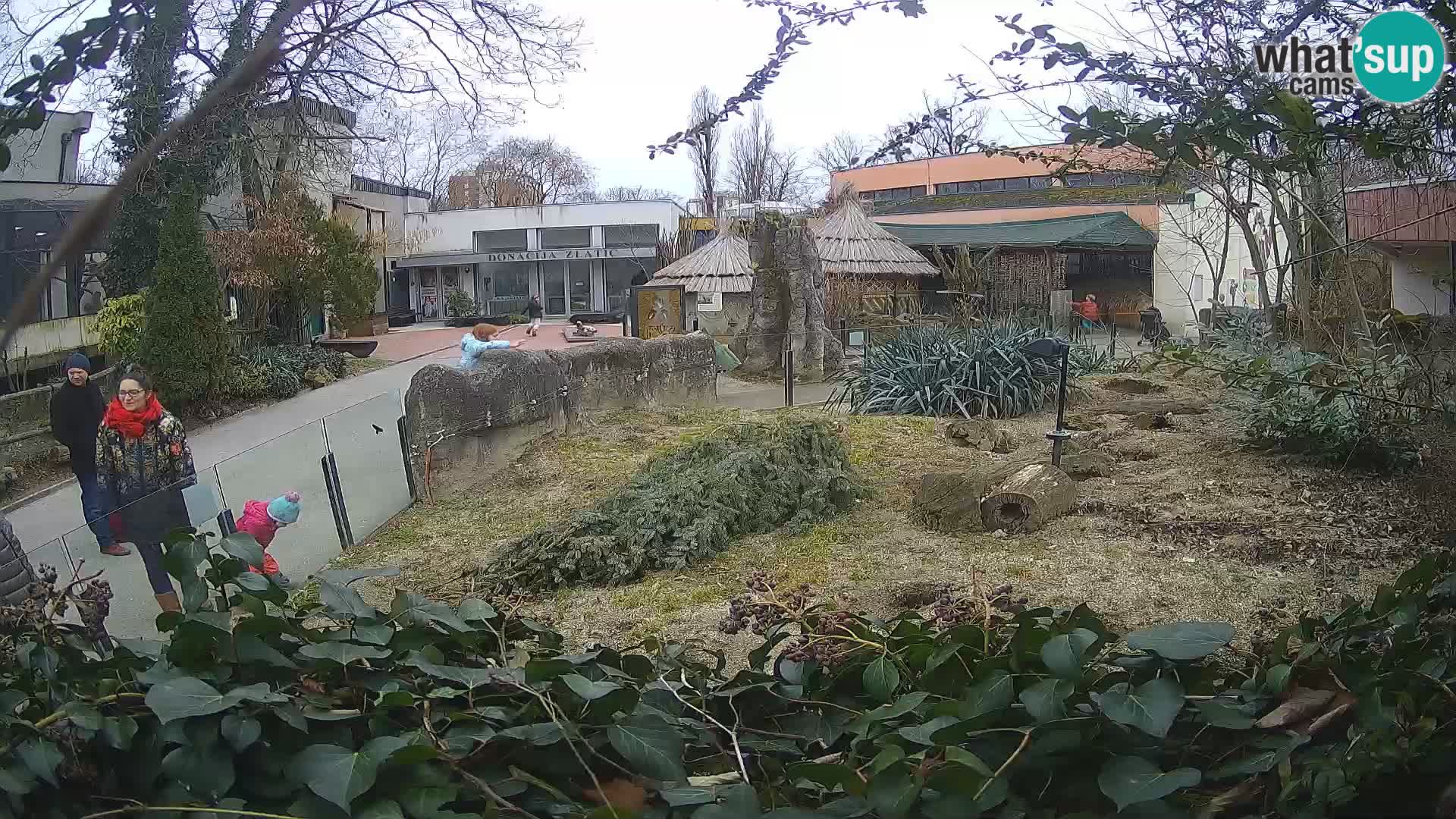 Zoo Zagreb – Surikate