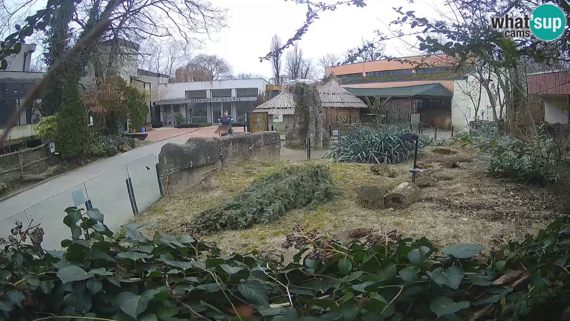 Zoo Zagreb – Meerkat (Suricate)