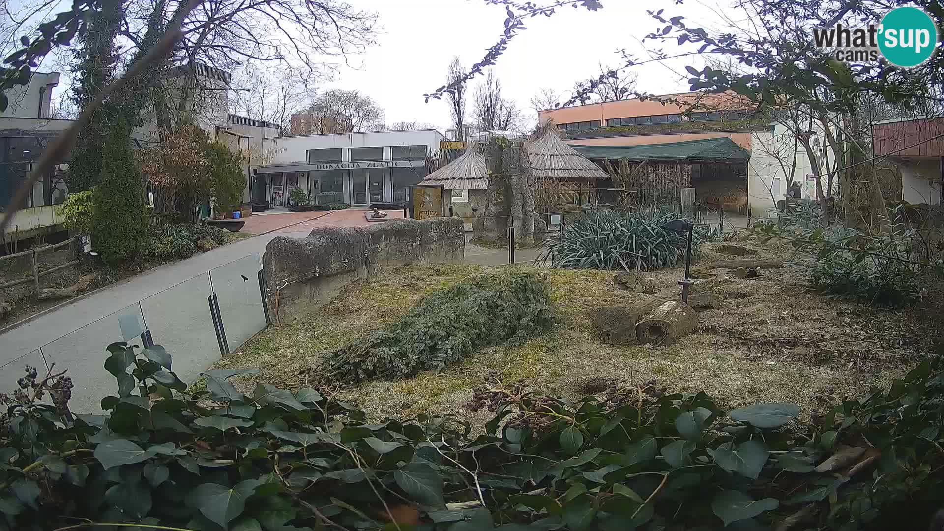 Zoo Zagreb – Suricate