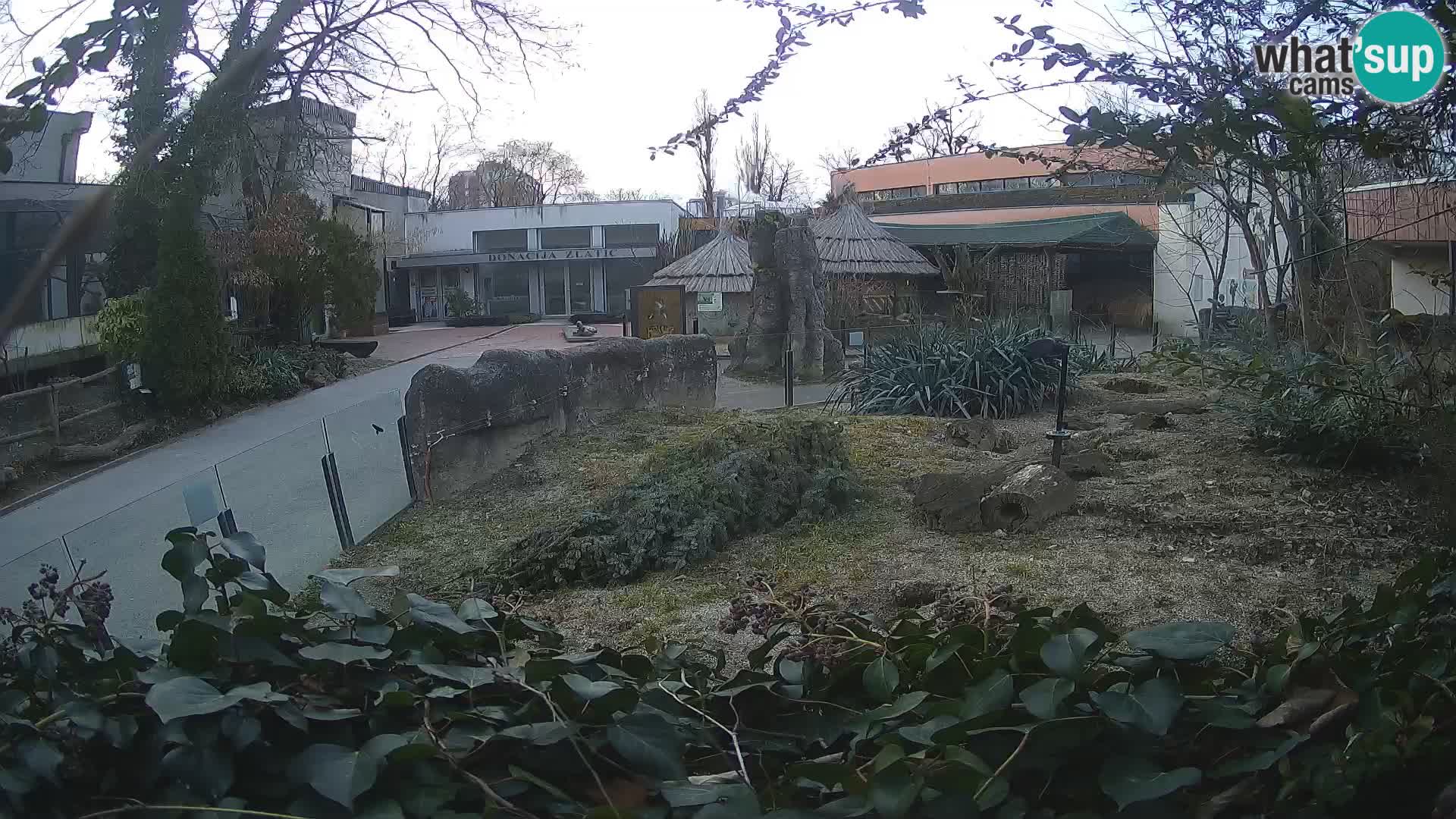 Zoo Zagreb – Meerkat (Suricate)