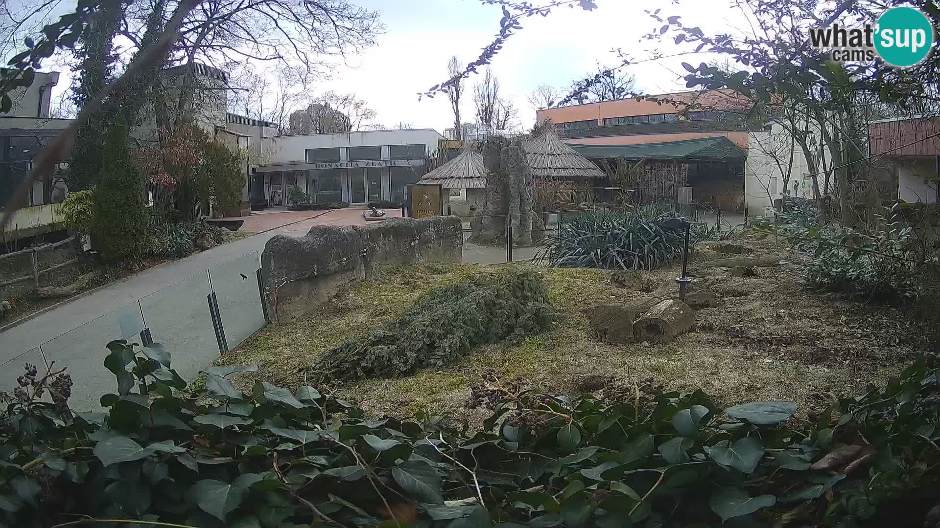 Zoo Zagreb – Meerkat (Suricate)