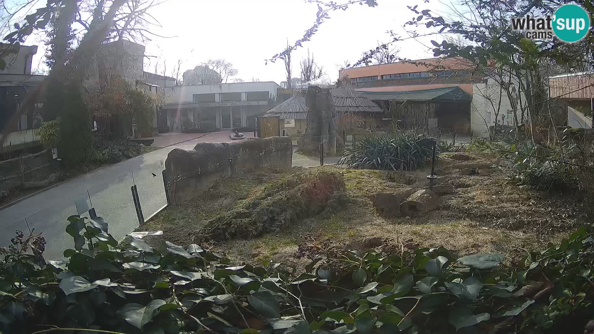 Zoo Zagreb – Meerkat (Suricate)